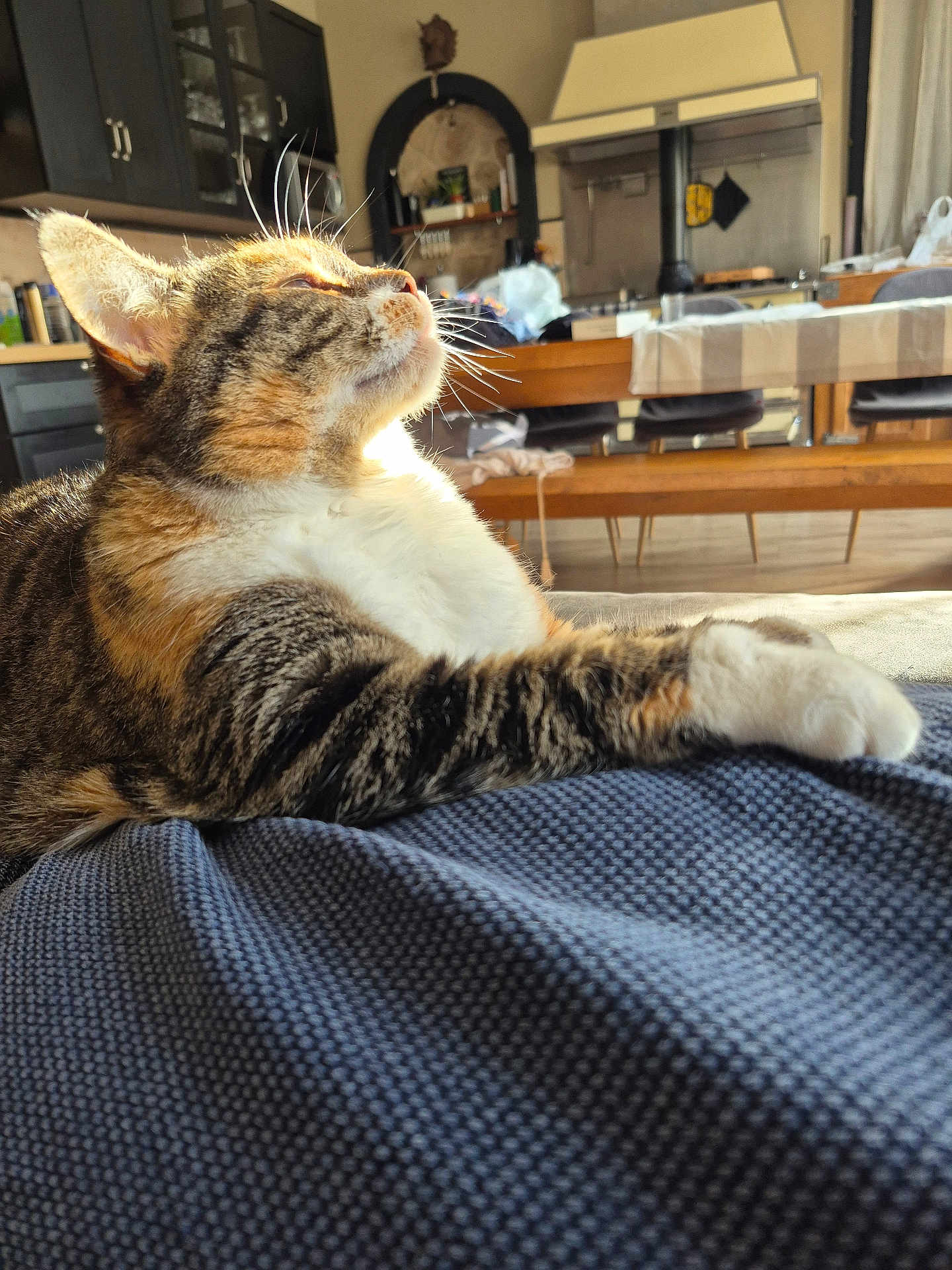 Charlie a rejoint le concours — aidez-le/la à gagner de superbes lots ! cat, tabby, sunlight, indoor, relaxing, stretching, blanket, feline, whiskers, closeup, cozy, kitchen, home, fur, pet, comfort, resting, animal, domestic, warm_light