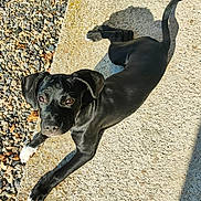 Kili a rejoint le concours — aidez-le/la à gagner de superbes lots ! puppy, dog, black_dog, white_paws, outdoor, sunlight, concrete, rocks, pet, animal, young_dog, playful, curious, laying_down, tail, ears, snout, shadow, daylight, nature