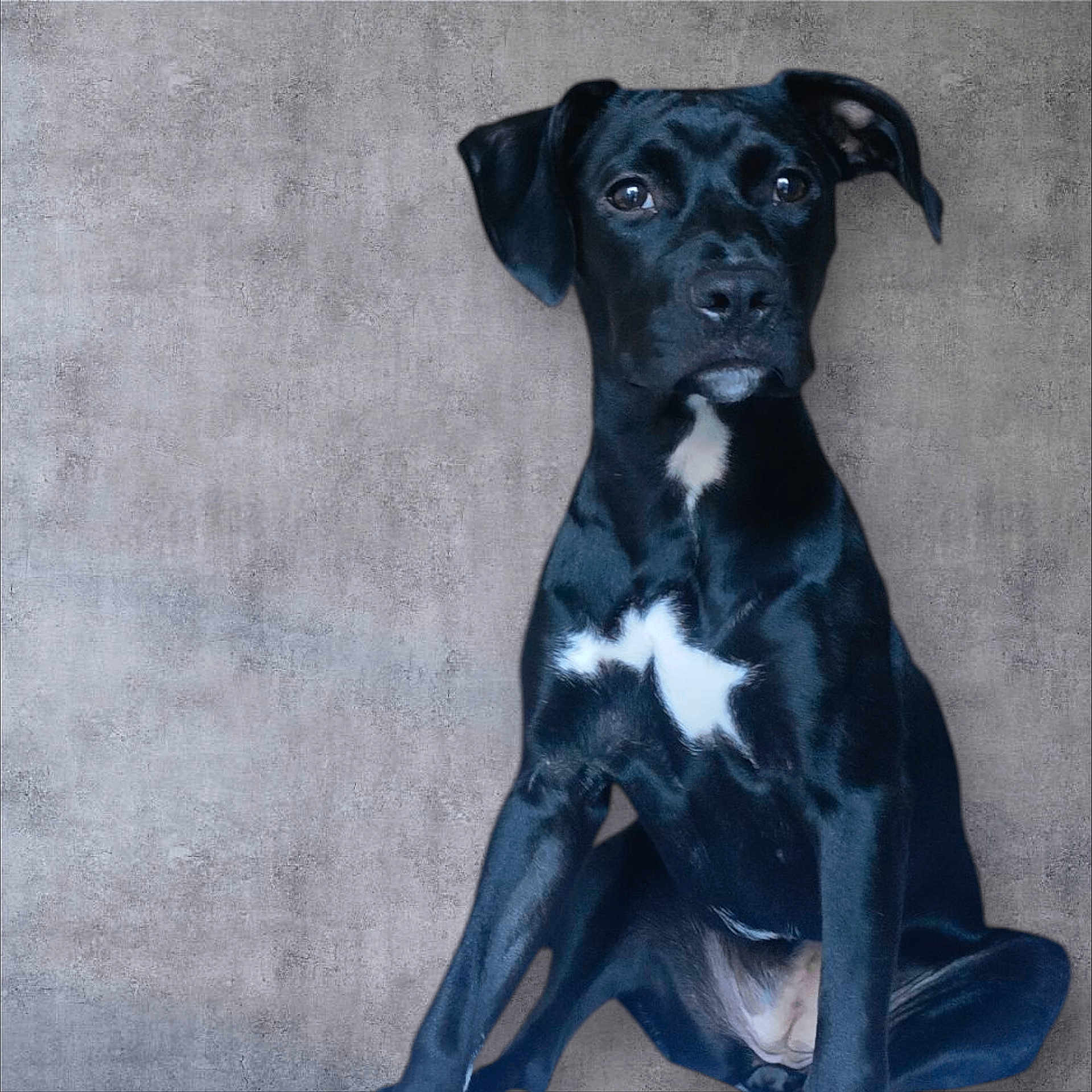 Kili participe au concours pour gagner de l'argent avec cette photo : alert, animal, background, black_dog, canine, curious, dog, ears, eyes, fur, indoor, nose, paw, pet, portrait, sitting, star_pattern, texture, wall, white_patch