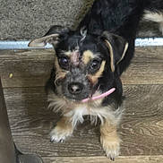 Lillith is registered to the contest to win money with this photo: dog, puppy, small_dog, black_and_tan, collar, ears, floor, wooden_floor, carpet, pet, animal, looking_up, curious, indoors, fur, paw, cute, standing, domestic_animal, companion