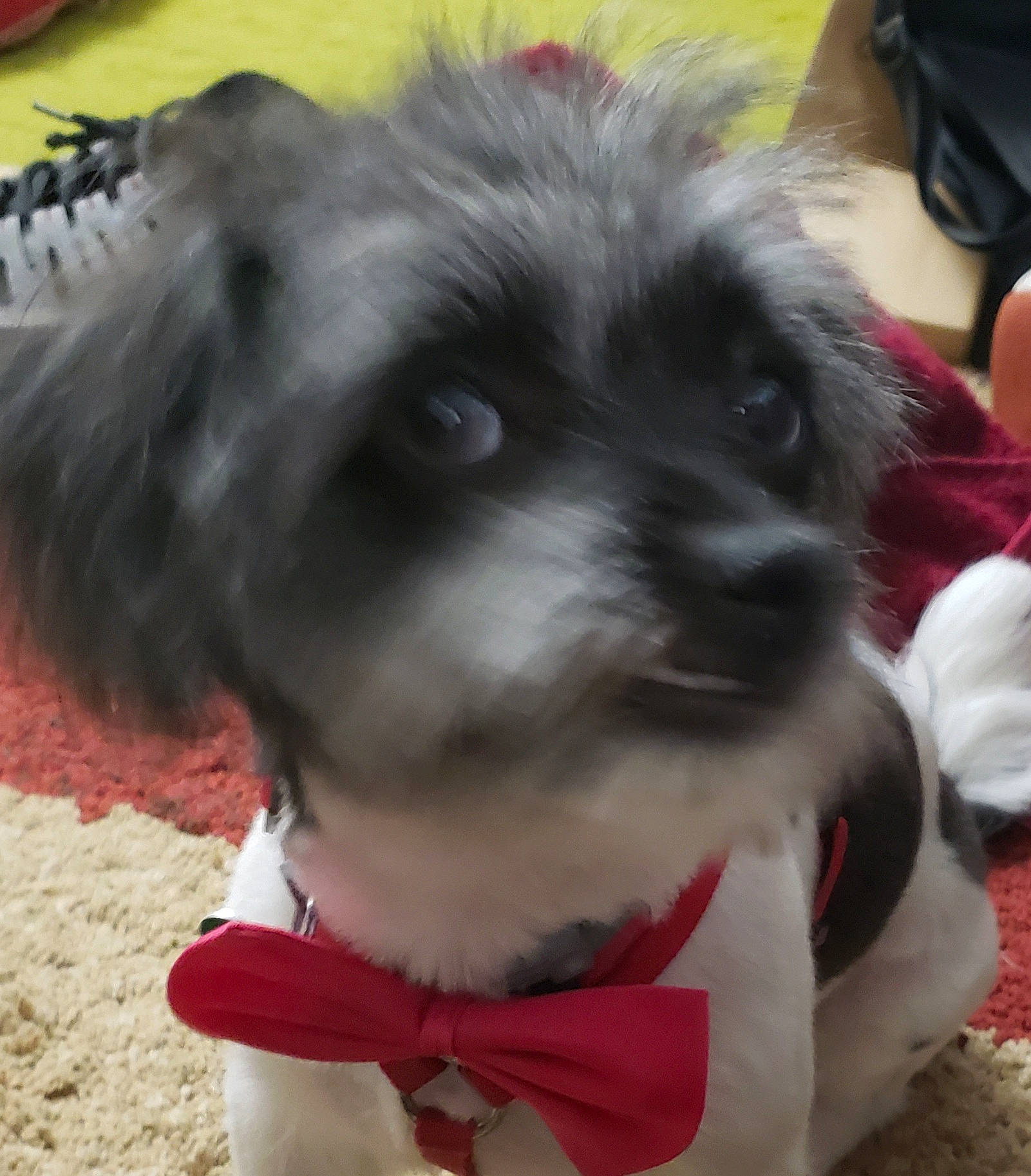 Mookie is registered to the contest to win money with this photo: bag, canidae, carnivore, collar, companion_dog, dog, dog_breed, dog_clothes, dog_collar, dog_supply, fur, luggage_and_bags, pet_supply, snout, sporting_group, tail, terrier, toy_dog, whiskers, working_animal