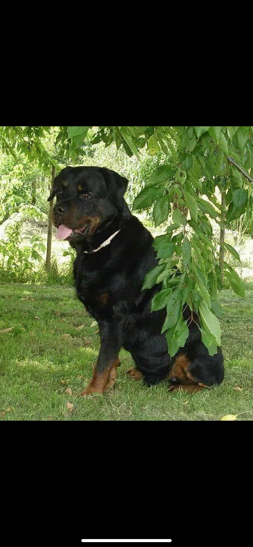 Snoop