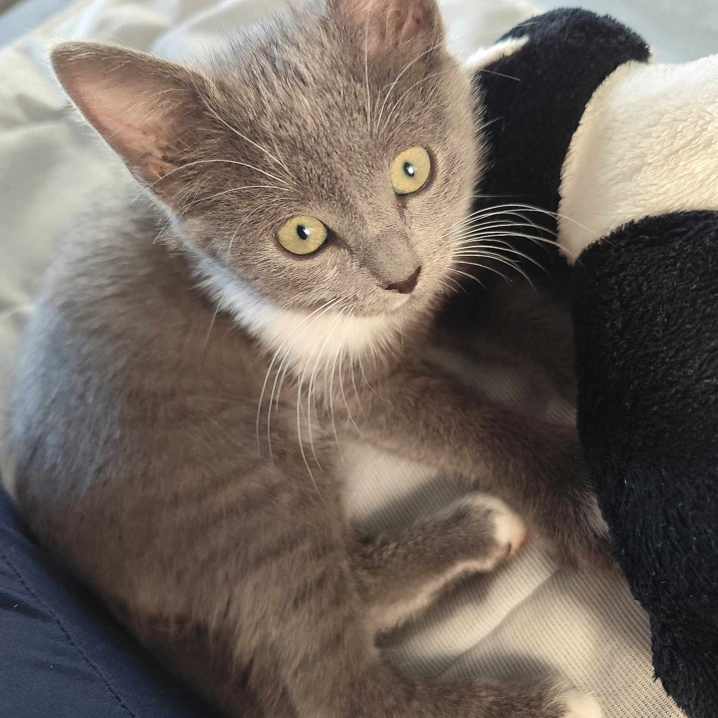 Orea a rejoint le concours — aidez-le/la à gagner de superbes lots ! cat, kitten, gray_cat, green_eyes, animal, pet, feline, whiskers, ears, fur, lying_down, relaxed, indoors, lap, blanket, cuddly, close_up, portrait, cozy, playful
