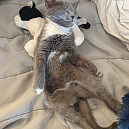 Orea participe au concours pour gagner de l'argent avec cette photo : cat, kitten, gray_cat, sleeping, sleepy, fluffy, fur, animal, pet, stuffed_animal, plush_toy, cow_toy, bed, bedding, blanket, indoor, relaxed, cute, portrait, close_up