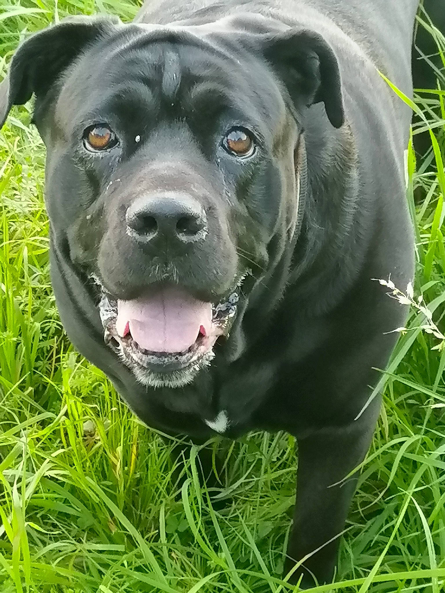 Moka a rejoint le concours — aidez-le/la à gagner de superbes lots ! borador, canidae, carnivore, collar, companion_dog, dog, dog_breed, dog_collar, fawn, grass, grassland, guard_dog, non_sporting_group, plant, snout, sporting_group, terrestrial_animal, whiskers, working_animal, working_dog