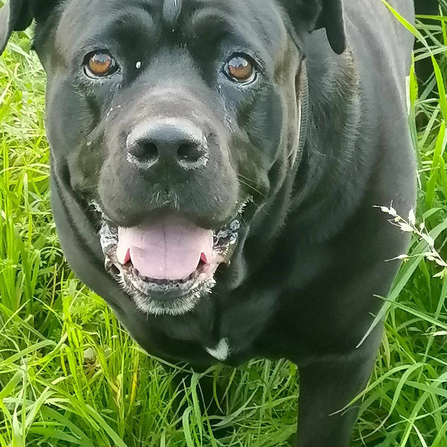 Moka