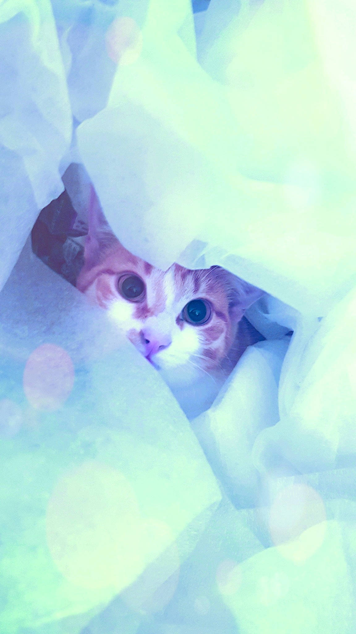 Soupline participe au concours pour gagner de l'argent avec cette photo : art, carnivore, cat, domestic_short_haired_cat, electric_blue, felidae, fur, illustration, magenta, paint, painting, petal, plant, purple, small_to_medium_sized_cats, snout, watercolor_paint, whiskers