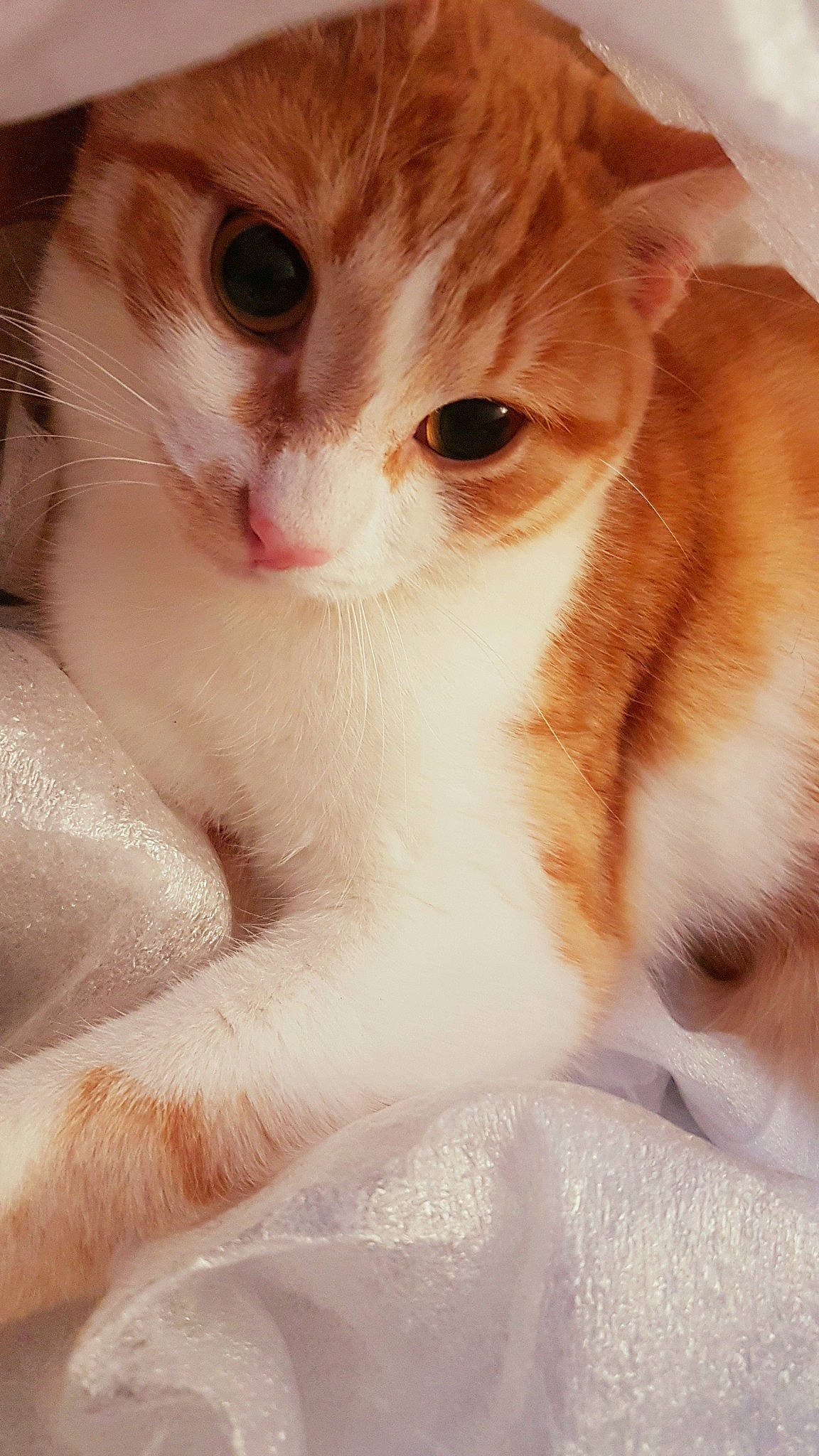 Soupline a rejoint le concours — aidez-le/la à gagner de superbes lots ! carnivore, cat, domestic_short_haired_cat, ear, eye, eyelash, fawn, felidae, fur, gesture, iris, jaw, nose, paw, peach, small_to_medium_sized_cats, snout, whiskers