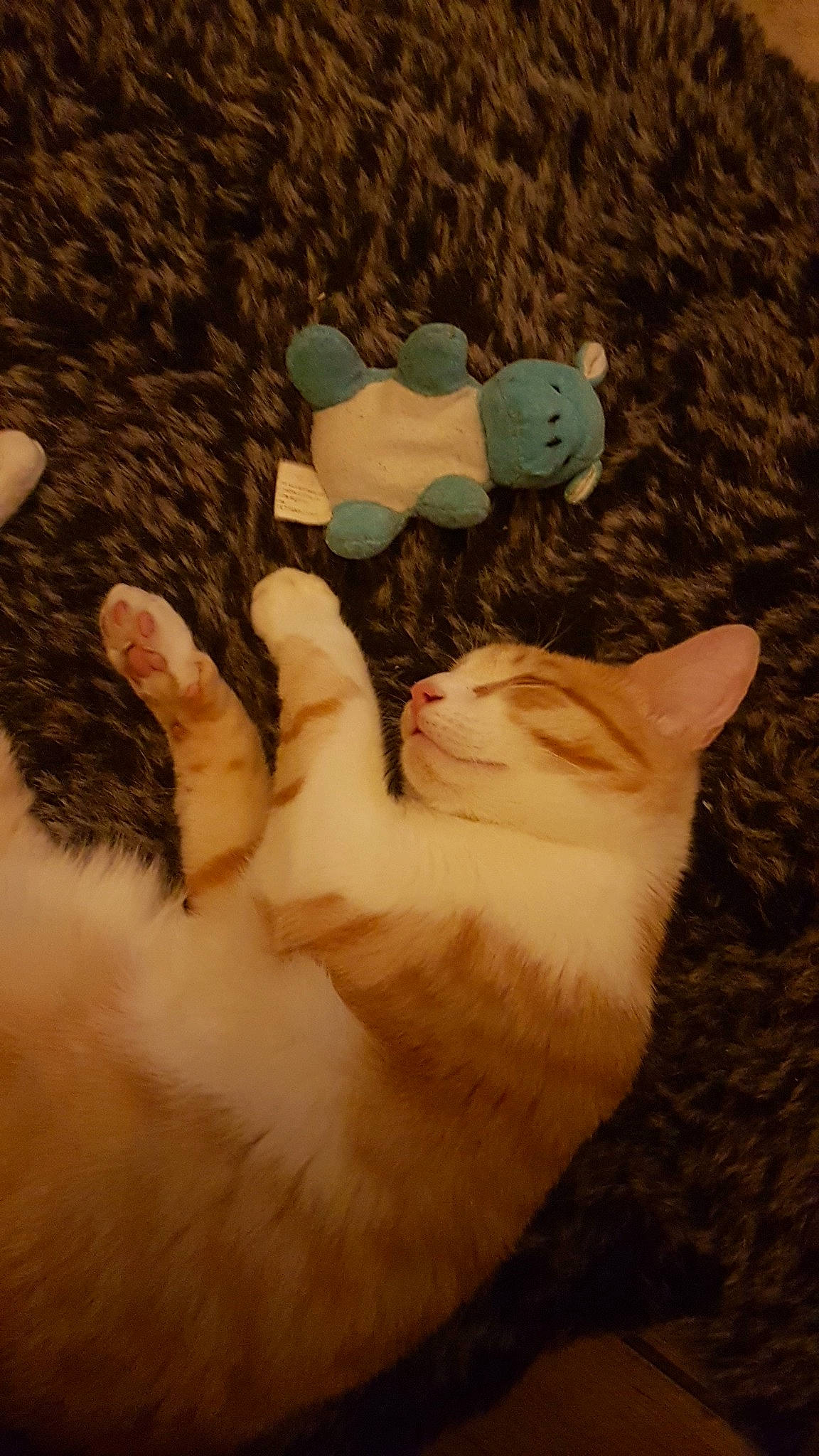 Soupline participe au concours pour gagner de l'argent avec cette photo : art, carnivore, cat, claw, comfort, domestic_short_haired_cat, fawn, felidae, finger, fur, gesture, mammal, nail, paw, small_to_medium_sized_cats, tail, toe, whiskers, wood, wool
