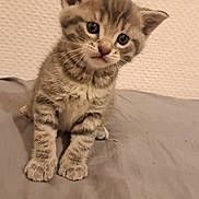 Zouille a rejoint le concours — aidez-le/la à gagner de superbes lots ! kitten, cat, tabby, fur, pet, animal, cute, small, young, curious, whiskers, ears, paws, sitting, indoor, gray, texture, head_tilt, soft, closeup