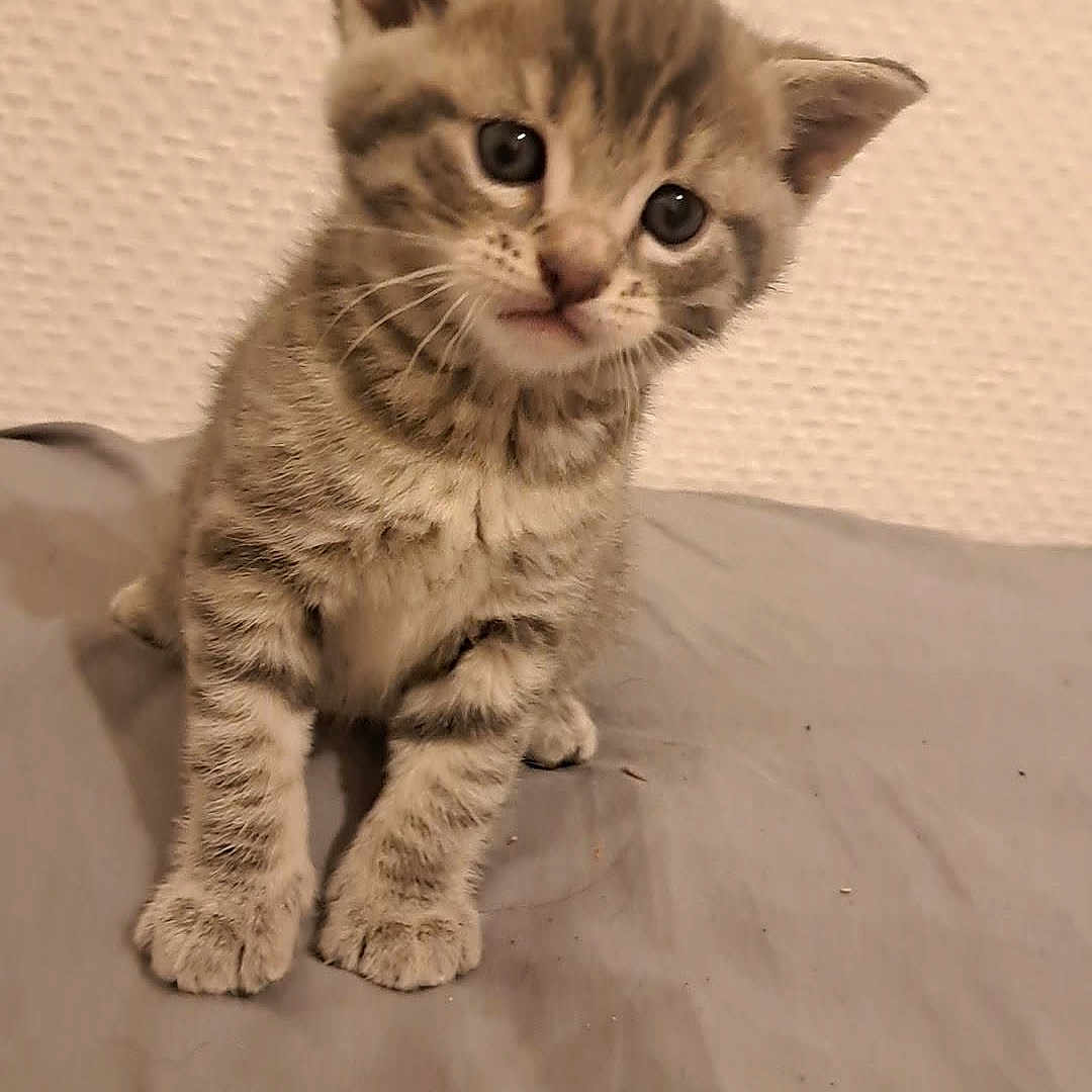 Zouille a rejoint le concours — aidez-le/la à gagner de superbes lots ! animal, cat, closeup, curious, cute, ears, fur, gray, head_tilt, indoor, kitten, paws, pet, sitting, small, soft, tabby, texture, whiskers, young