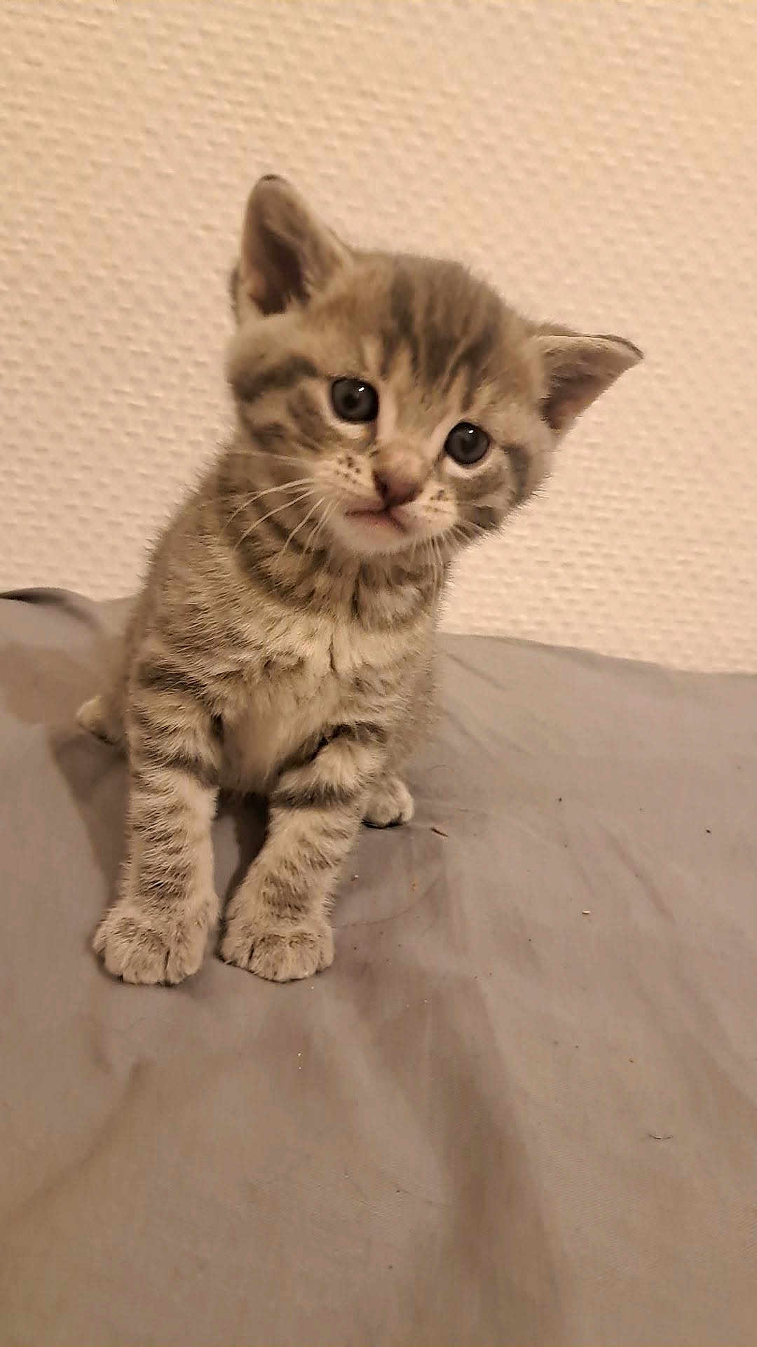 Zouille a rejoint le concours — aidez-le/la à gagner de superbes lots ! kitten, cat, tabby, fur, pet, animal, cute, small, young, curious, whiskers, ears, paws, sitting, indoor, gray, texture, head_tilt, soft, closeup