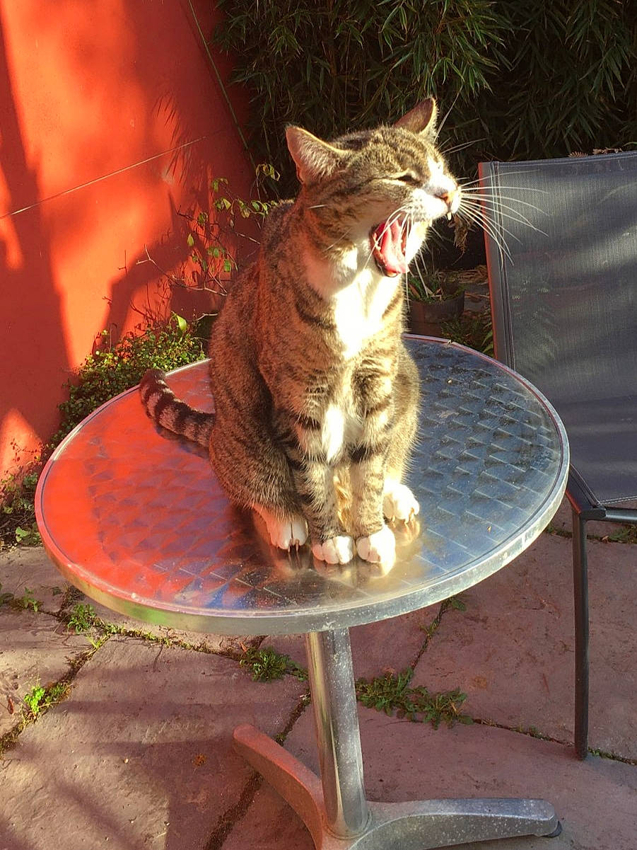 Gaston a rejoint le concours — aidez-le/la à gagner de superbes lots ! asian, carnivore, cat, domestic_short_haired_cat, european_shorthair, fawn, felidae, german_rex, small_to_medium_sized_cats, tail, whiskers