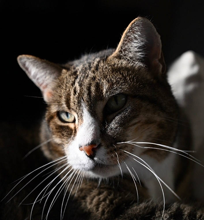 Gaston participe au concours pour gagner de l'argent avec cette photo : aegean_cat, american_shorthair, american_wirehair, asian, carnivore, cat, close_up, domestic_short_haired_cat, european_shorthair, eye, felidae, fur, mammal, nose, small_to_medium_sized_cats, snout, tabby_cat, whiskers, wild_cat, wildlife