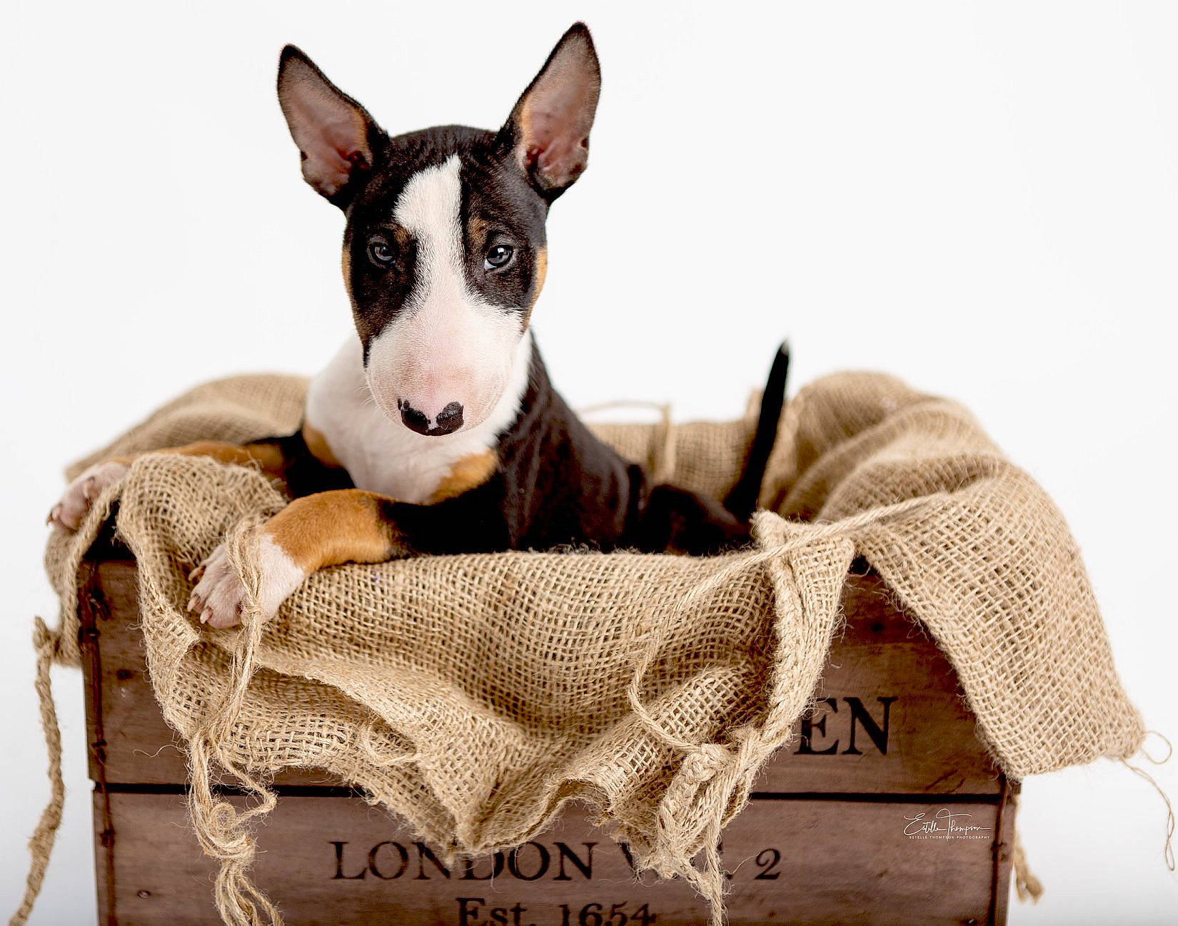 Rudie joined the competition — help win amazing prizes! bull_and_terrier, bull_terrier, bull_terrier_miniature, canidae, carnivore, companion_dog, dog, dog_breed, furniture, mammal, non_sporting_group, old_english_terrier, snout, terrier, vertebrate
