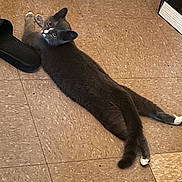 Floofy is registered to the contest to win money with this photo: cat, kitten, grey_cat, white_paws, stretched, tile_floor, slipper, book, indoor, pet, looking_up, whiskers, tail, paws, lounging, gaze, domestic, cozy, floor, relaxed