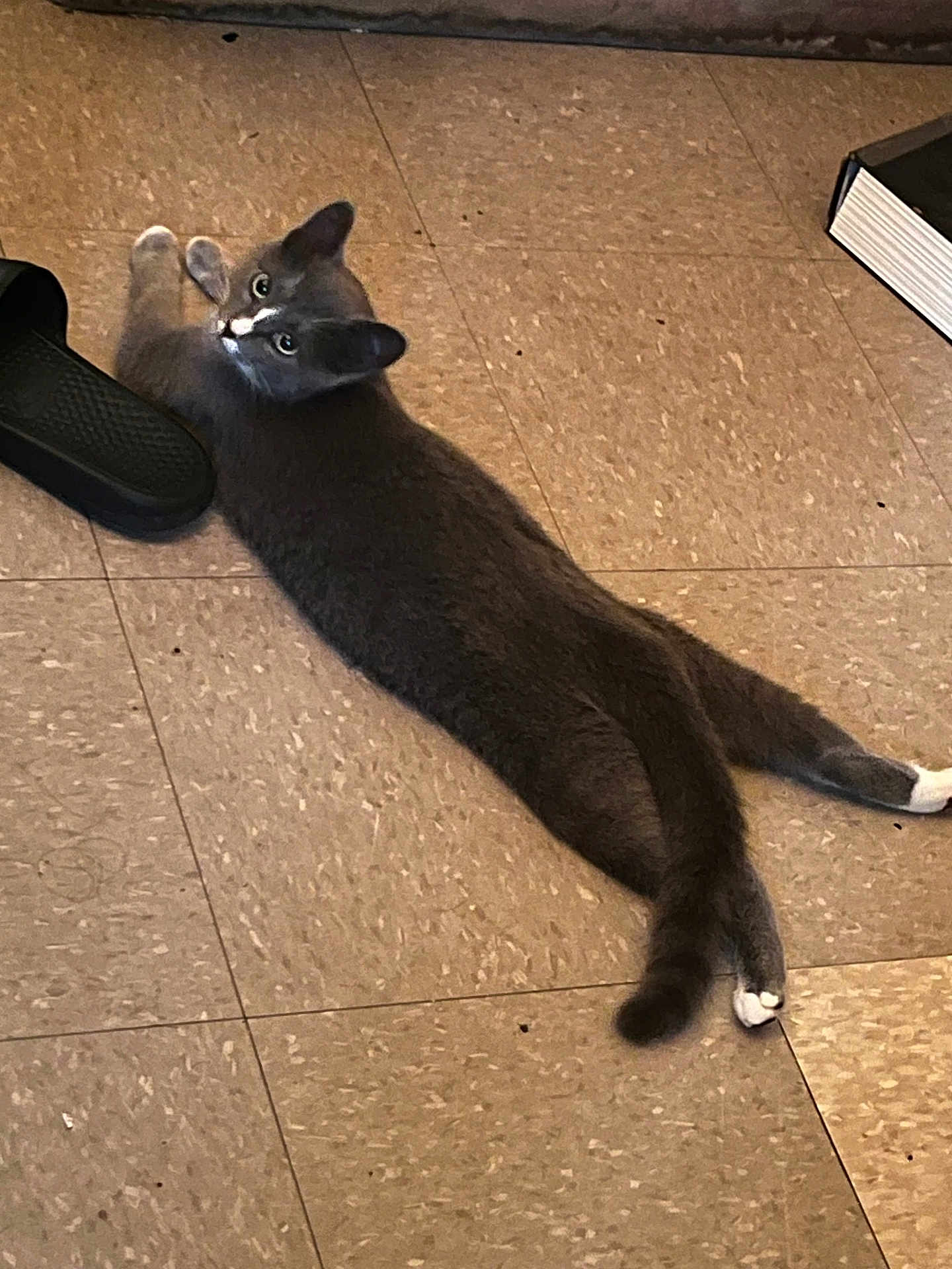 Floofy is registered to the contest to win money with this photo: cat, kitten, grey_cat, white_paws, stretched, tile_floor, slipper, book, indoor, pet, looking_up, whiskers, tail, paws, lounging, gaze, domestic, cozy, floor, relaxed