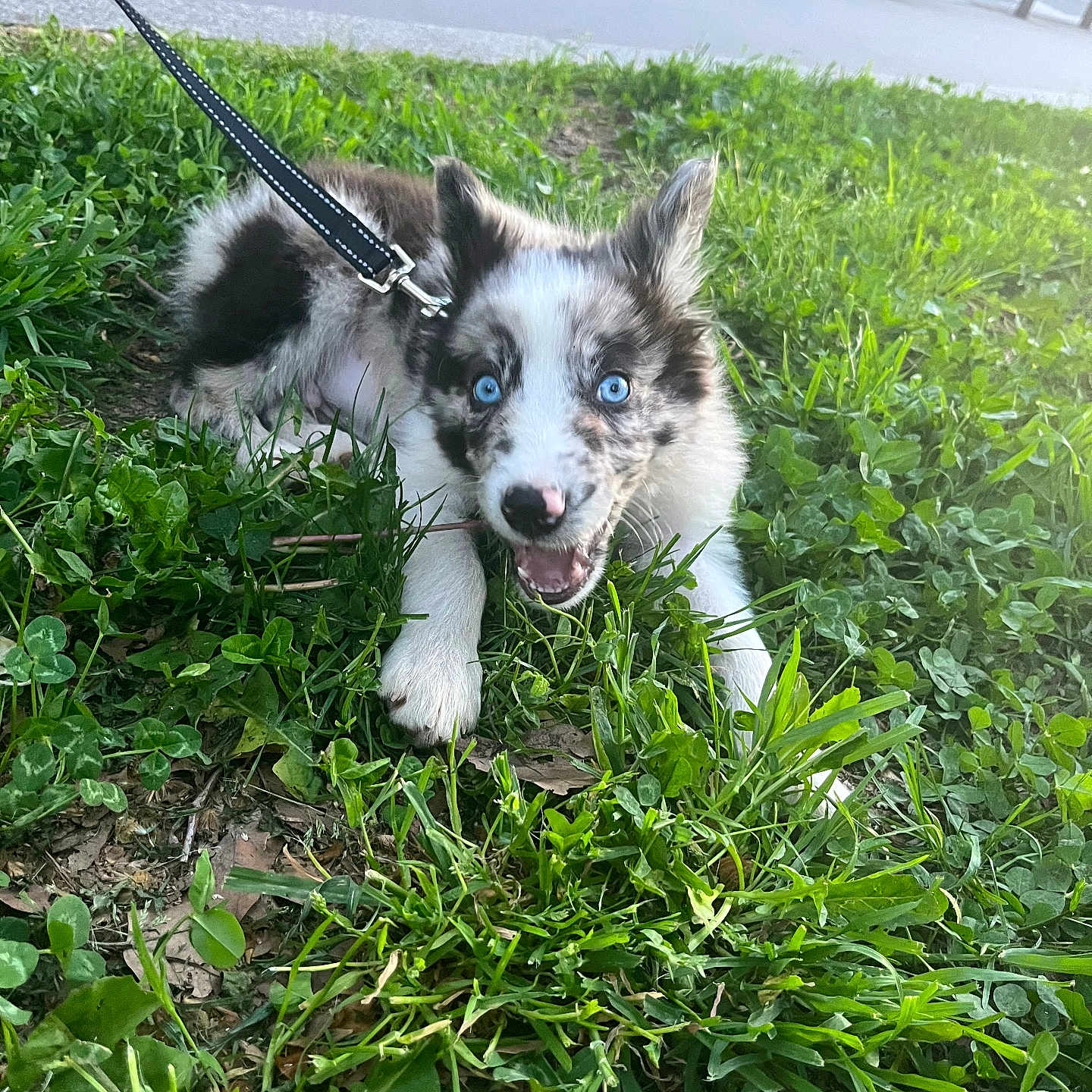 Benito a rejoint le concours — aidez-le/la à gagner de superbes lots ! animal, blue_eyes, canine, cute, daytime, dog, excited, fur, grass, greenery, happy, leash, nature, outdoor, park, pet, playful, puppy, summer, young_dog