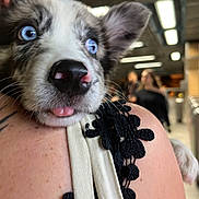 Benito a rejoint le concours — aidez-le/la à gagner de superbes lots ! adorable, animal, black_lace, blue_eyes, blurred_background, close_up, clothing, cute, dog, ear, fur, indoor, nose, person, pet, portrait, puppy, shoulder, tongue_out, young_dog