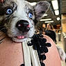 puppy, dog, blue_eyes, close_up, tongue_out, pet, animal, fur, ear, nose, person, shoulder, clothing, black_lace, indoor, blurred_background, cute, adorable, young_dog, portrait
