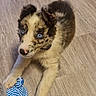 puppy, dog, blue_eyes, fur, toy, rope_toy, wooden_floor, pet, animal, playful, cute, lying_down, indoor, young_dog, mammal, domestic_animal, collar, white_fur, black_fur, speckled_face