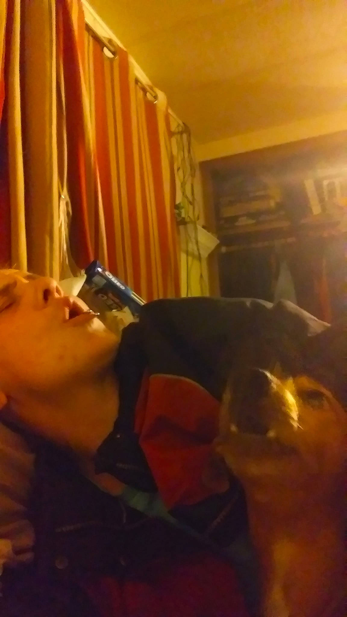 Bingo is registered to the contest to win money with this photo: abdomen, carnivore, comfort, companion_dog, curtain, dog, dog_breed, ear, elbow, eyewear, facial_hair, fawn, fun, human_leg, jaw, room, selfie, trunk, vision_care, wood