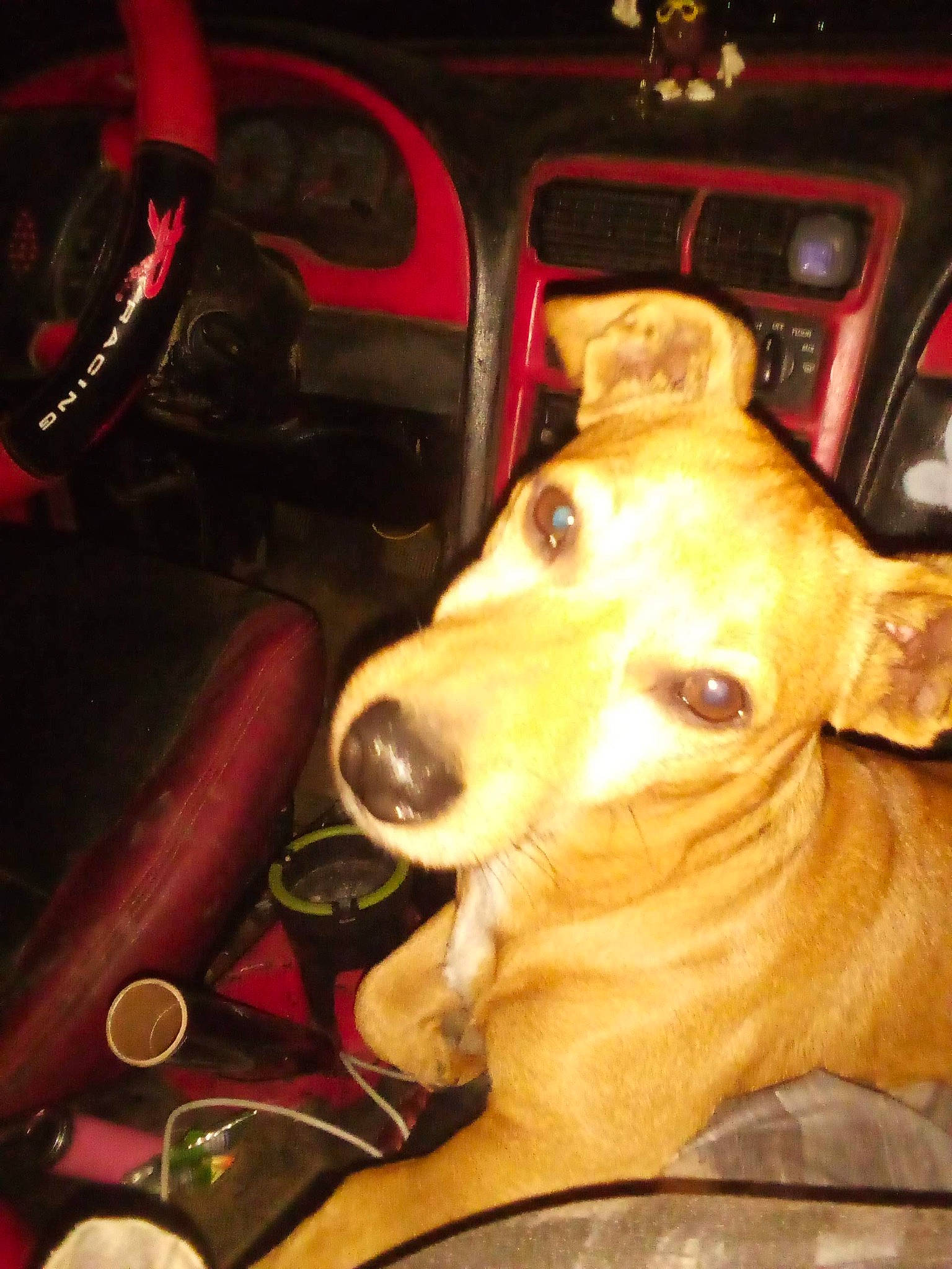 Bingo joined the competition — help win amazing prizes! auto_part, automotive_lighting, canidae, car_seat, carnivore, collar, companion_dog, dog, dog_breed, fawn, fur, night, non_sporting_group, snout, sporting_group, steering_wheel, vehicle_door, whiskers, windshield, working_animal