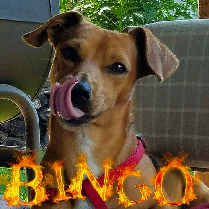 Bingo