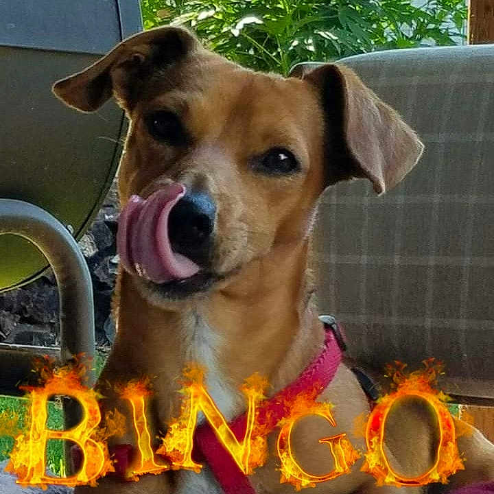 Bingo