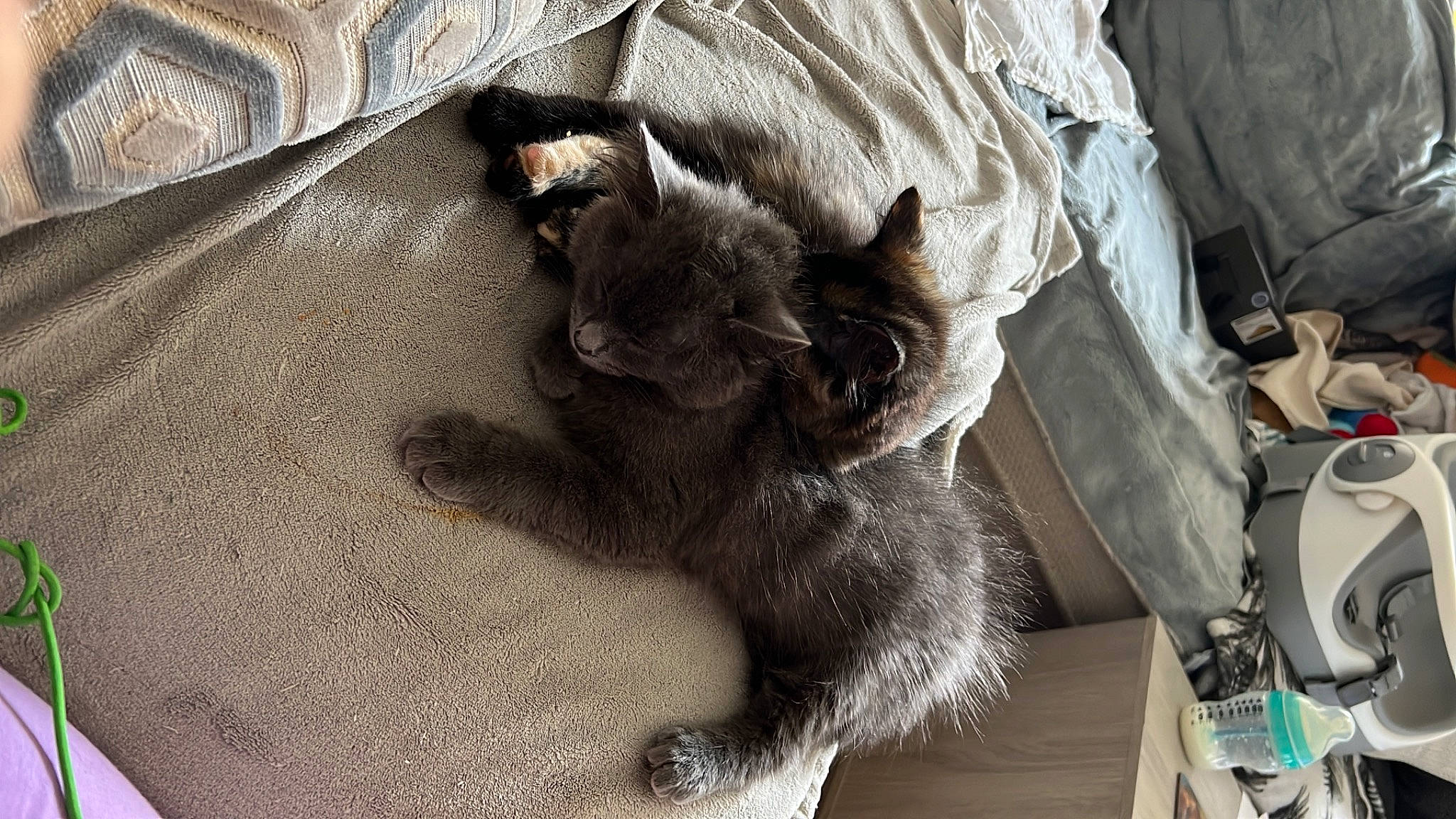 Boba is registered to the contest to win money with this photo: black_cat, carnivore, cat, cat_supply, claw, comfort, domestic_short_haired_cat, felidae, fur, grey, linens, nap, paw, small_to_medium_sized_cats, tail, terrestrial_animal, whiskers, wood