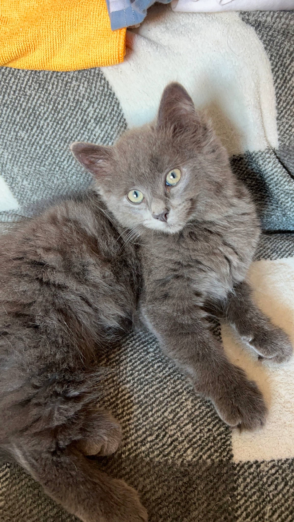 Boba is registered to the contest to win money with this photo: carnivore, cat, claw, domestic_short_haired_cat, felidae, fur, grey, paw, russian_blue, small_to_medium_sized_cats, snout, tail, terrestrial_animal, whiskers