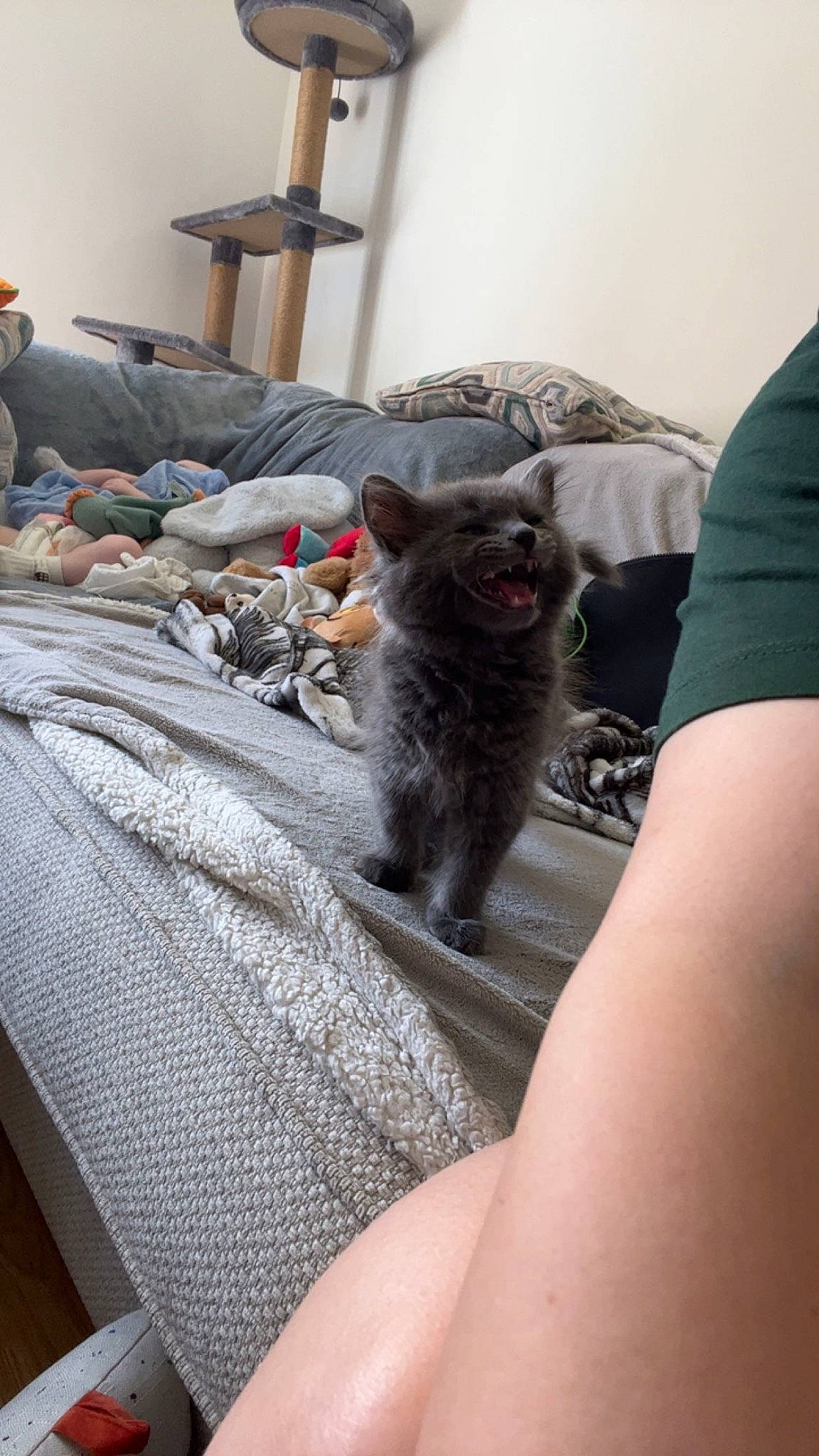 Boba joined the competition — help win amazing prizes! bedding, carnivore, cat, comfort, companion_dog, dog_breed, domestic_short_haired_cat, felidae, flooring, fur, grey, linens, nap, room, russian_blue, sitting, small_to_medium_sized_cats, tail, whiskers, wood