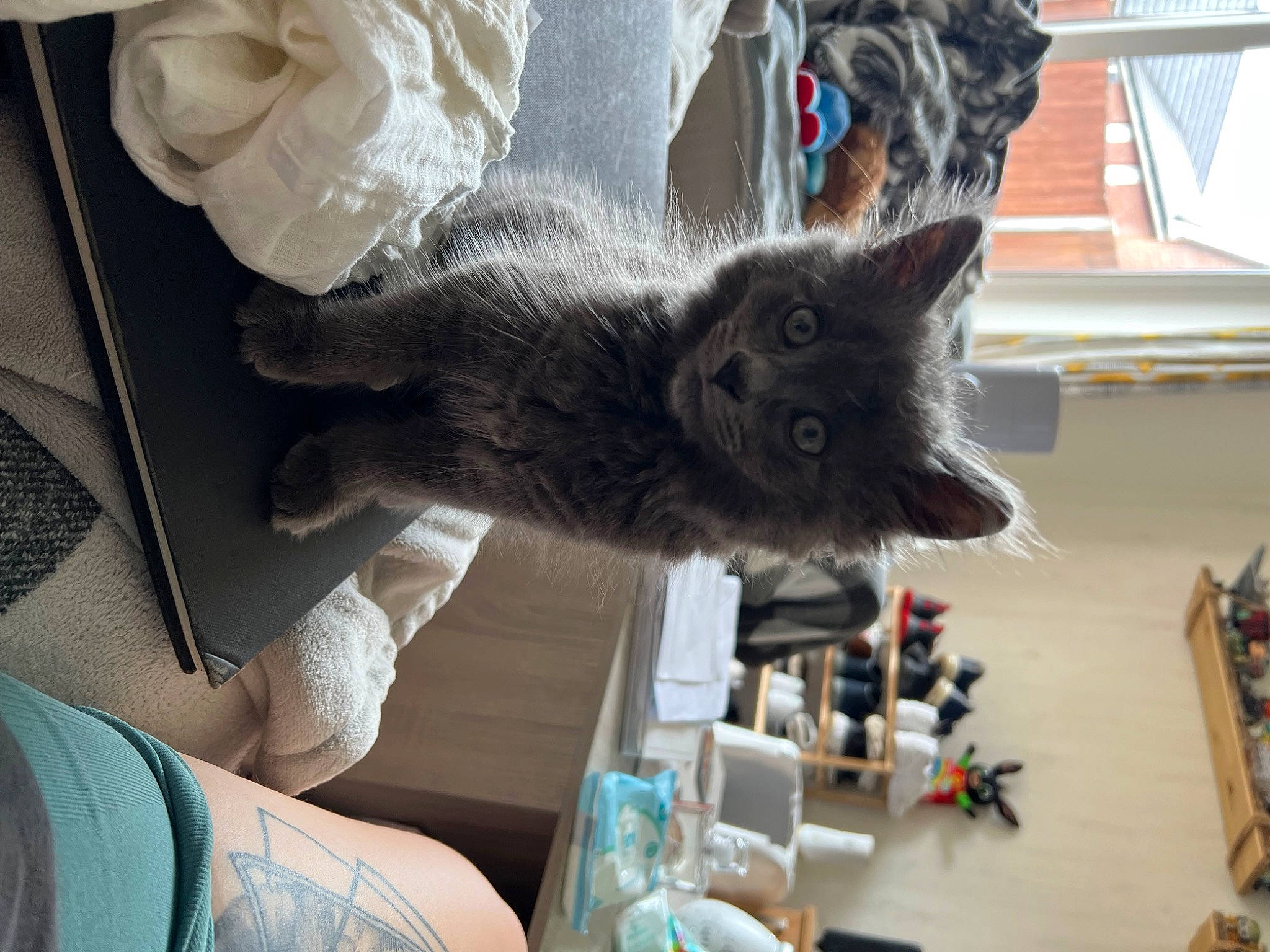 Boba joined the competition — help win amazing prizes! black_cat, blue, canidae, carnivore, cat, claw, comfort, dog_breed, domestic_short_haired_cat, fawn, felidae, fur, grey, paw, russian_blue, small_to_medium_sized_cats, sporting_group, tail, whiskers, window