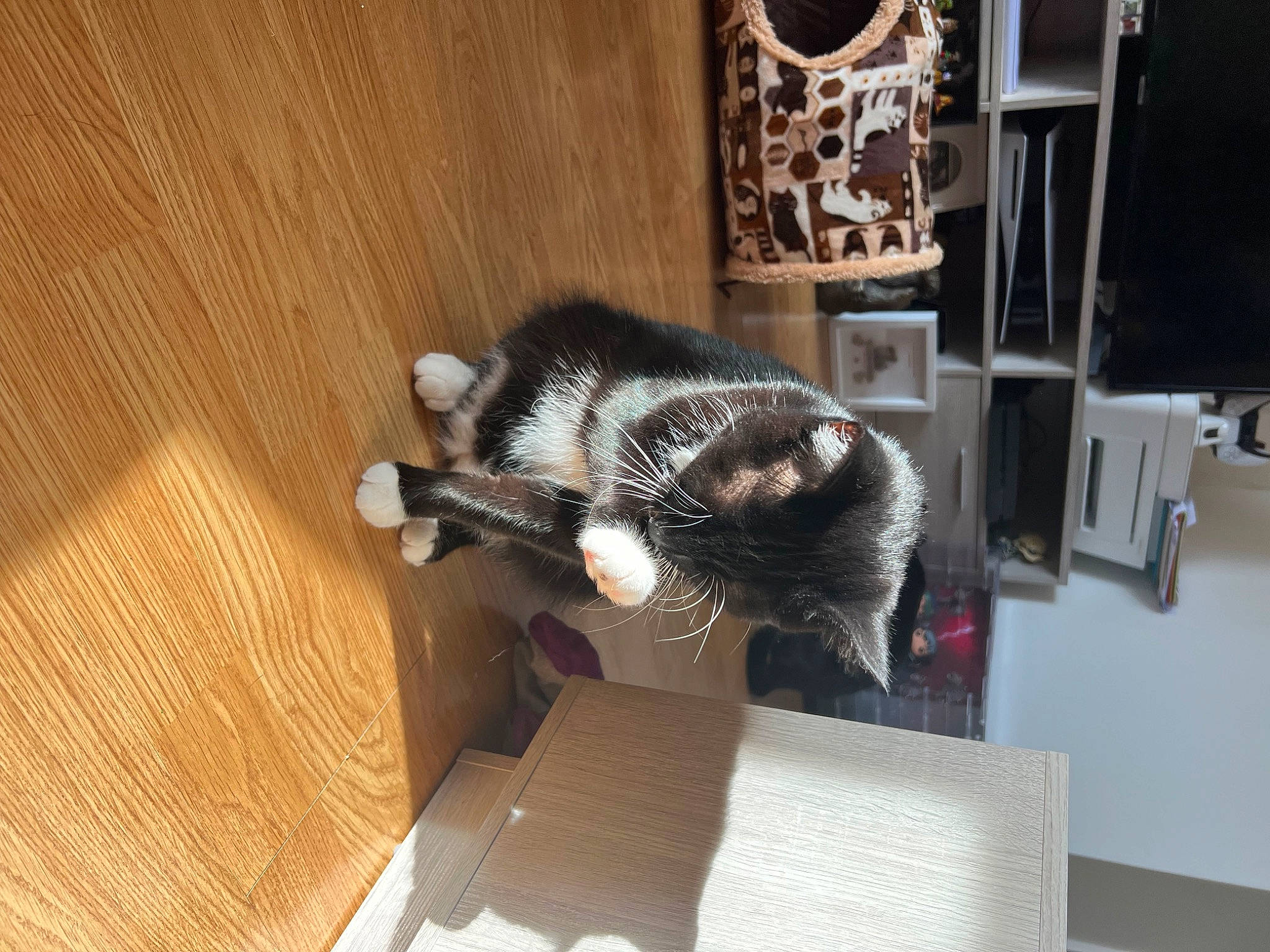 Sox joined the competition — help win amazing prizes! audio_equipment, box, canidae, carnivore, carton, cat, domestic_short_haired_cat, felidae, flooring, fur, hardwood, room, shipping_box, small_to_medium_sized_cats, tail, varnish, whiskers, wood, wood_flooring, wood_stain