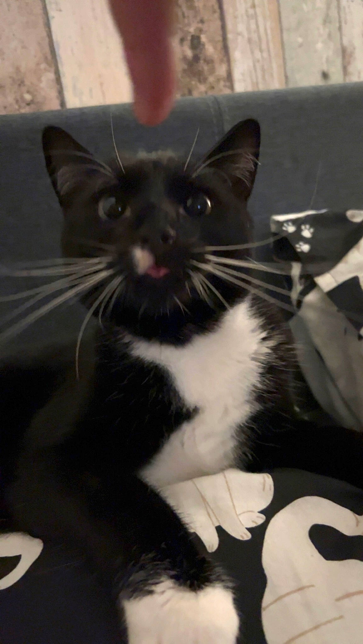 Sox joined the competition — help win amazing prizes! black_cat, carnivore, cat, claw, domestic_short_haired_cat, felidae, fur, monochrome, monochrome_photography, paw, small_to_medium_sized_cats, snout, tail, whiskers