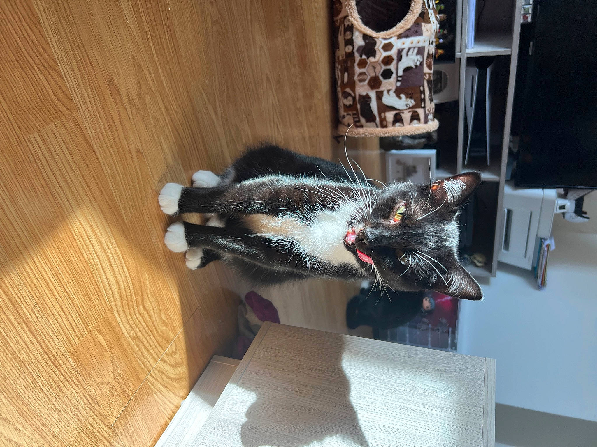 Sox joined the competition — help win amazing prizes! carmine, desk, fashion_design, feather, felidae, flooring, fur, hardwood, small_to_medium_sized_cats, table, tail, tree, varnish, whiskers, window, wing, wood, wood_flooring