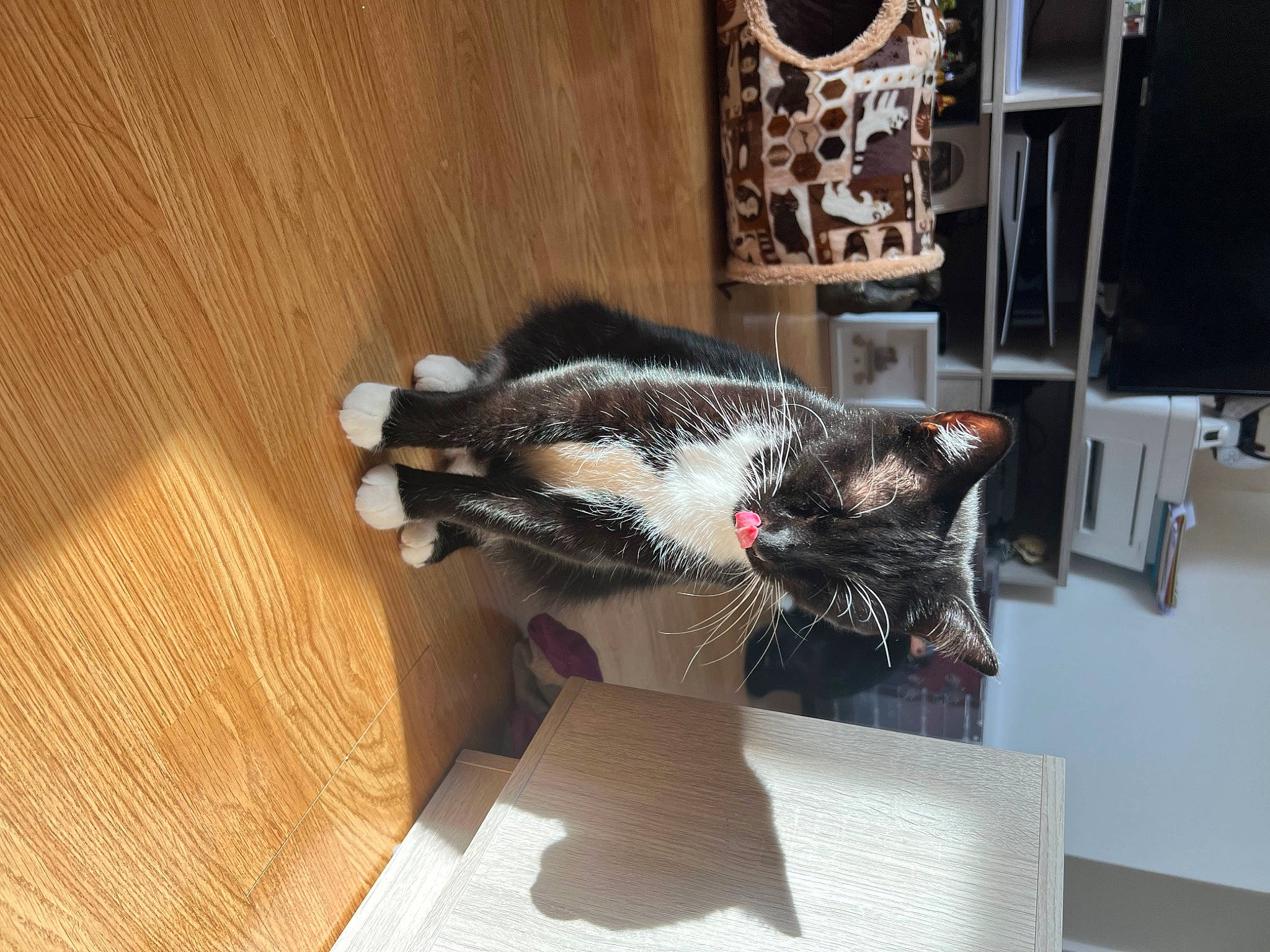 Sox is registered to the contest to win money with this photo: box, canidae, carnivore, cat, domestic_short_haired_cat, felidae, flooring, fur, hardwood, room, small_to_medium_sized_cats, sporting_group, table, tail, varnish, whiskers, window, wood, wood_flooring, wood_stain