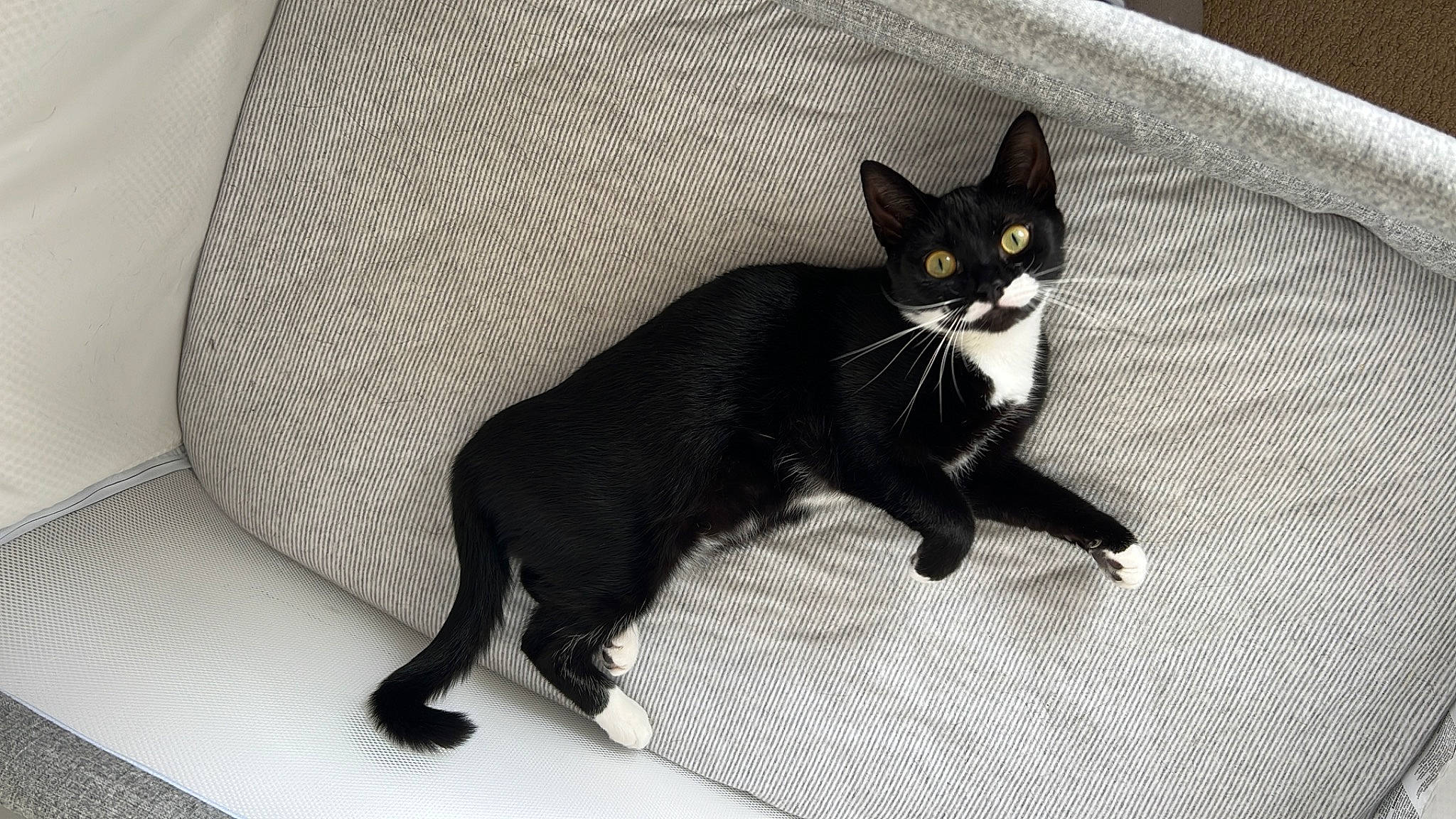 Tash is registered to the contest to win money with this photo: black_cat, carnivore, cat, claw, comfort, domestic_short_haired_cat, felidae, fur, havana_brown, paw, small_to_medium_sized_cats, snout, tail, terrestrial_animal, whiskers