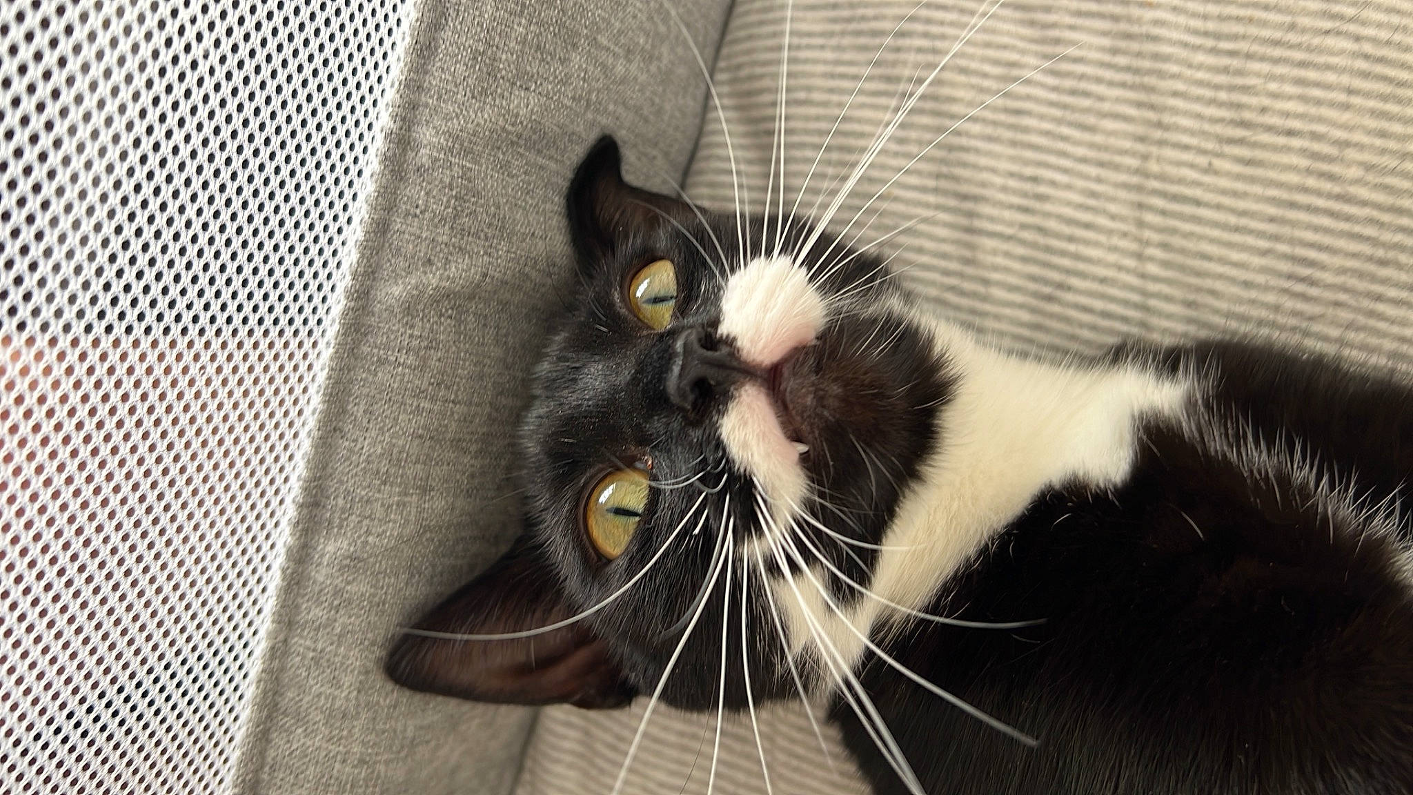 Tash is registered to the contest to win money with this photo: black_cat, carnivore, cat, claw, comfort, domestic_short_haired_cat, eye, felidae, foot, fur, human_body, monochrome_photography, paw, small_to_medium_sized_cats, snout, tail, terrestrial_animal, whiskers