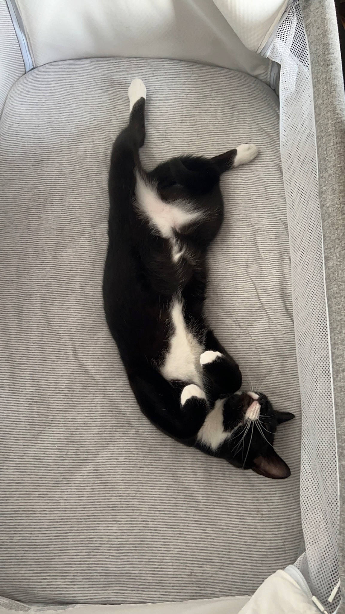 Tash is registered to the contest to win money with this photo: carnivore, cat, comfort, dog_breed, domestic_short_haired_cat, felidae, flooring, fur, hardwood, linens, monochrome, monochrome_photography, paw, shadow, small_to_medium_sized_cats, tail, terrestrial_animal, whiskers, wood