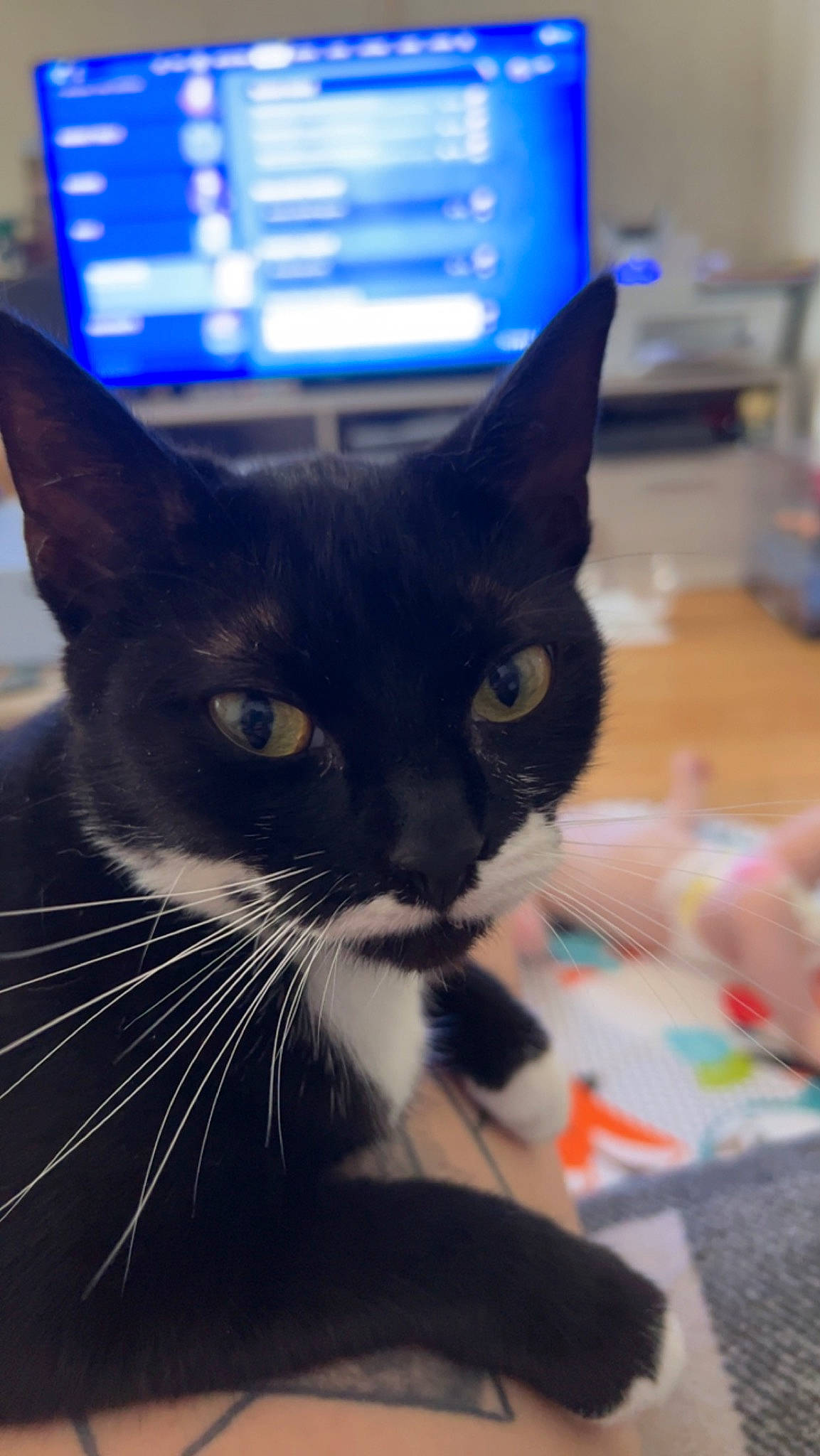 Tash joined the competition — help win amazing prizes! black_cat, blue, carnivore, cat, comfort, domestic_short_haired_cat, ear, electric_blue, felidae, fur, head, iris, paw, small_to_medium_sized_cats, snout, tail, whiskers