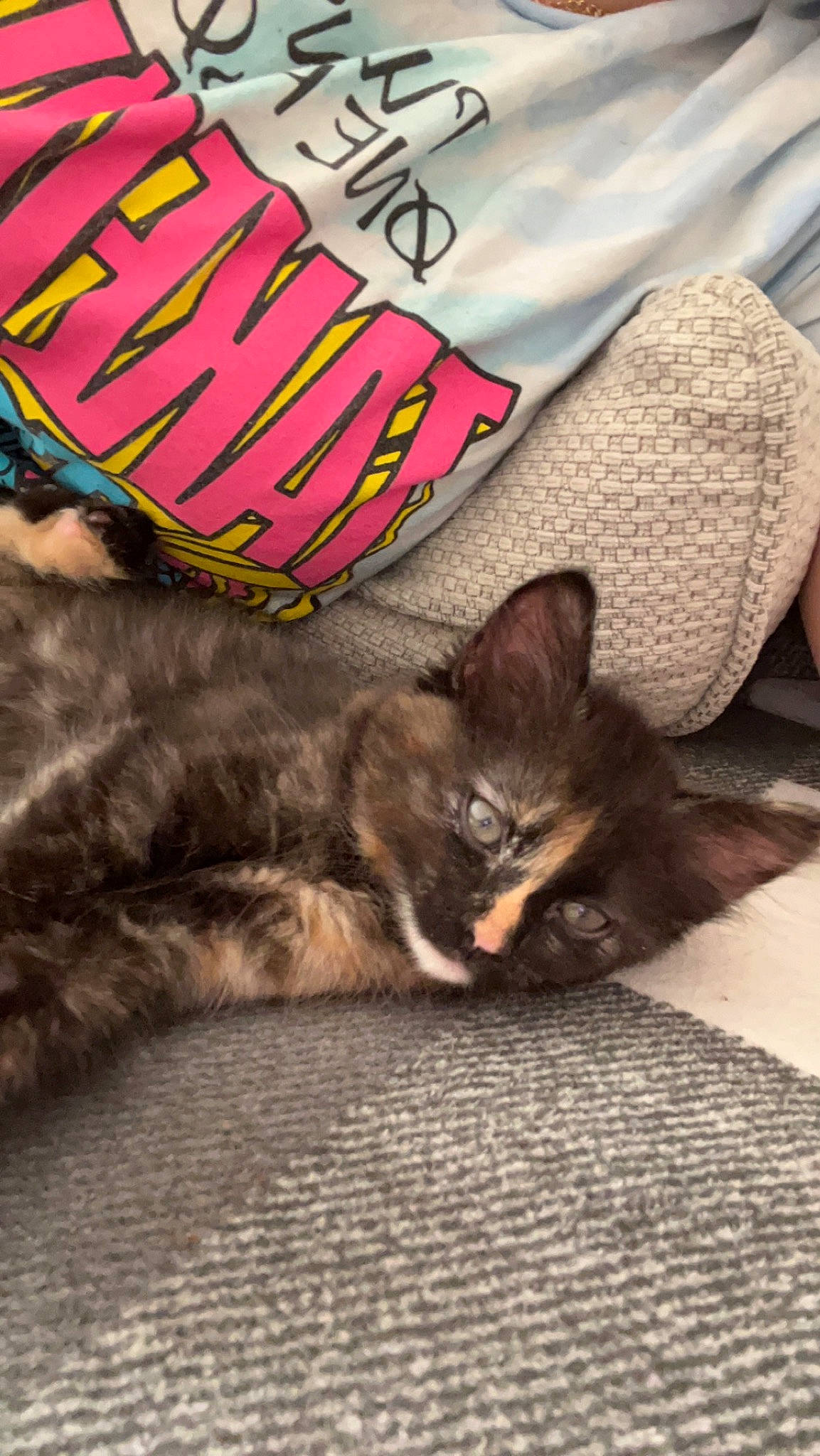 Smudge joined the competition — help win amazing prizes! carnivore, cat, comfort, domestic_short_haired_cat, felidae, font, fur, linens, nap, paw, photo_caption, publication, small_to_medium_sized_cats, snout, street, tail, whiskers