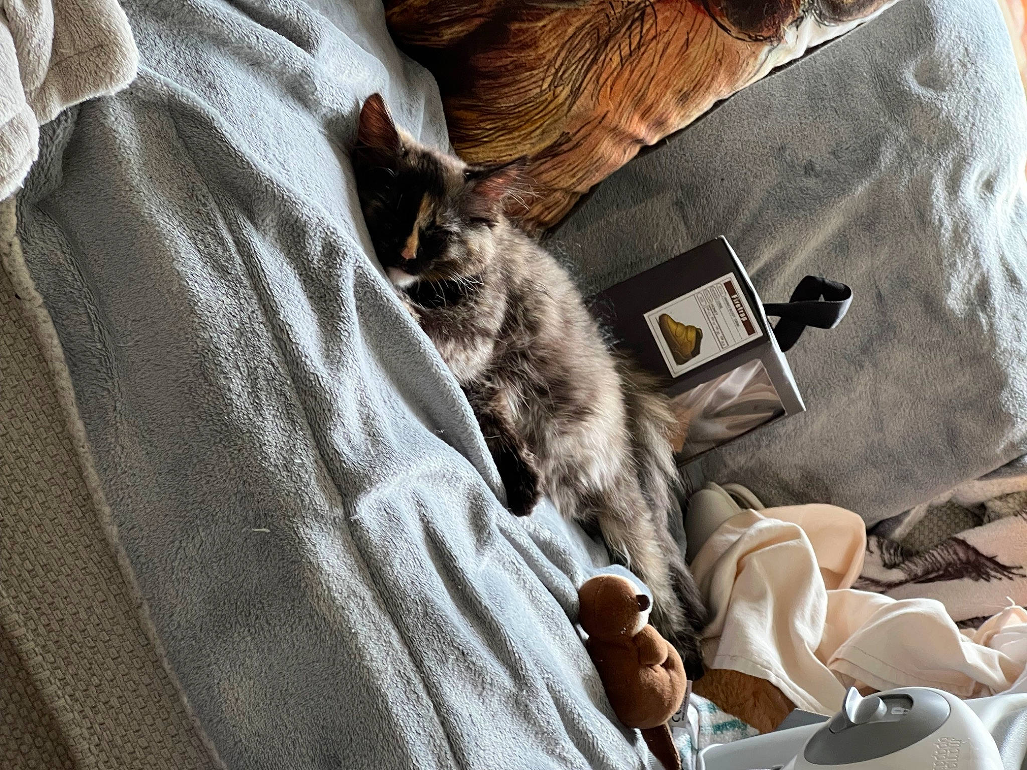 Smudge is registered to the contest to win money with this photo: bag, baggage, carnivore, cat, claw, comfort, domestic_short_haired_cat, felidae, fur, grey, laptop, linens, luggage_and_bags, nap, paw, small_to_medium_sized_cats, textile, whiskers