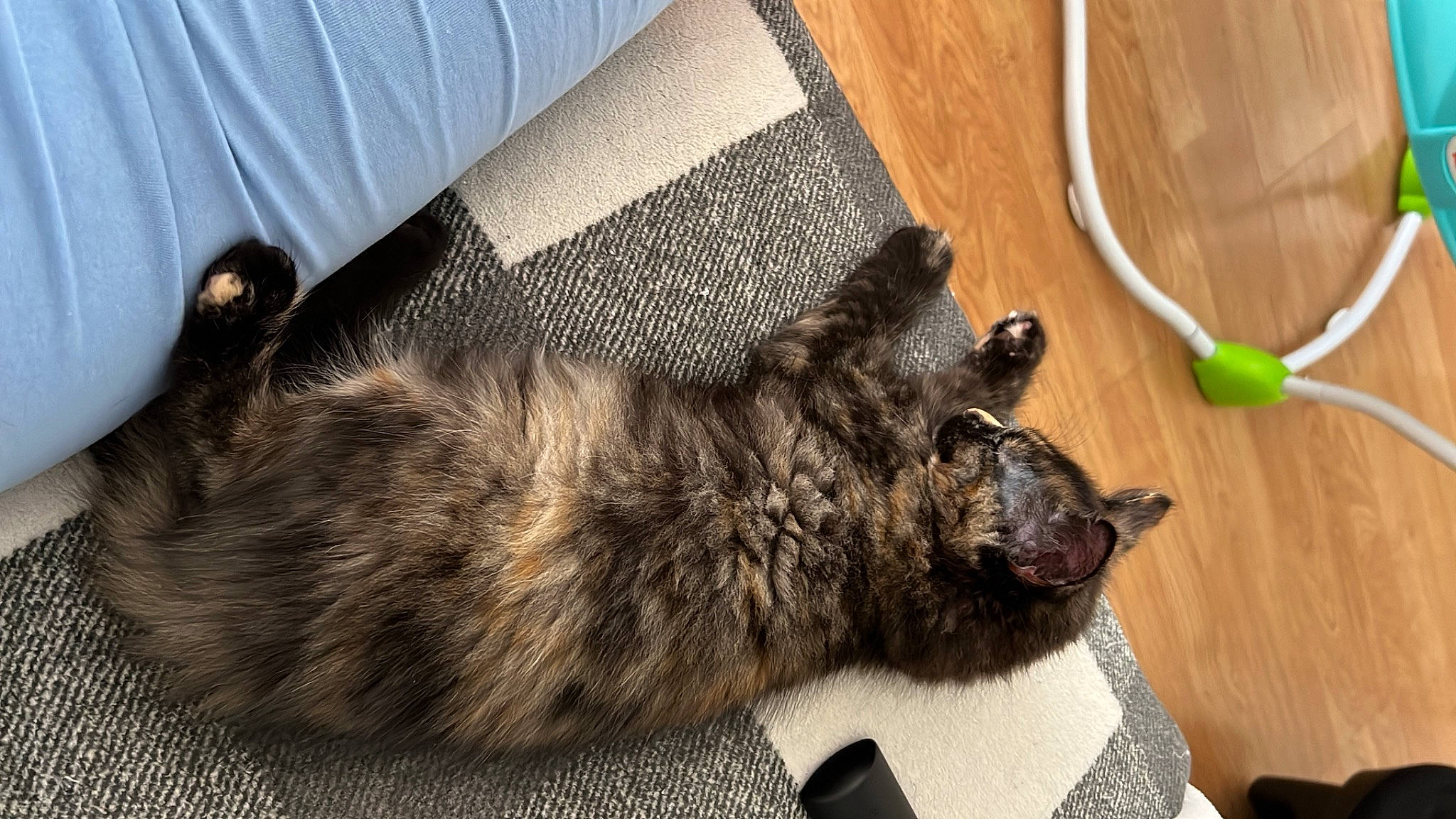 Smudge joined the competition — help win amazing prizes! black_cat, canidae, carnivore, cat, claw, comfort, dog_breed, domestic_short_haired_cat, felidae, flooring, fur, hardwood, nap, paw, small_to_medium_sized_cats, snout, tail, terrestrial_animal, whiskers, wood