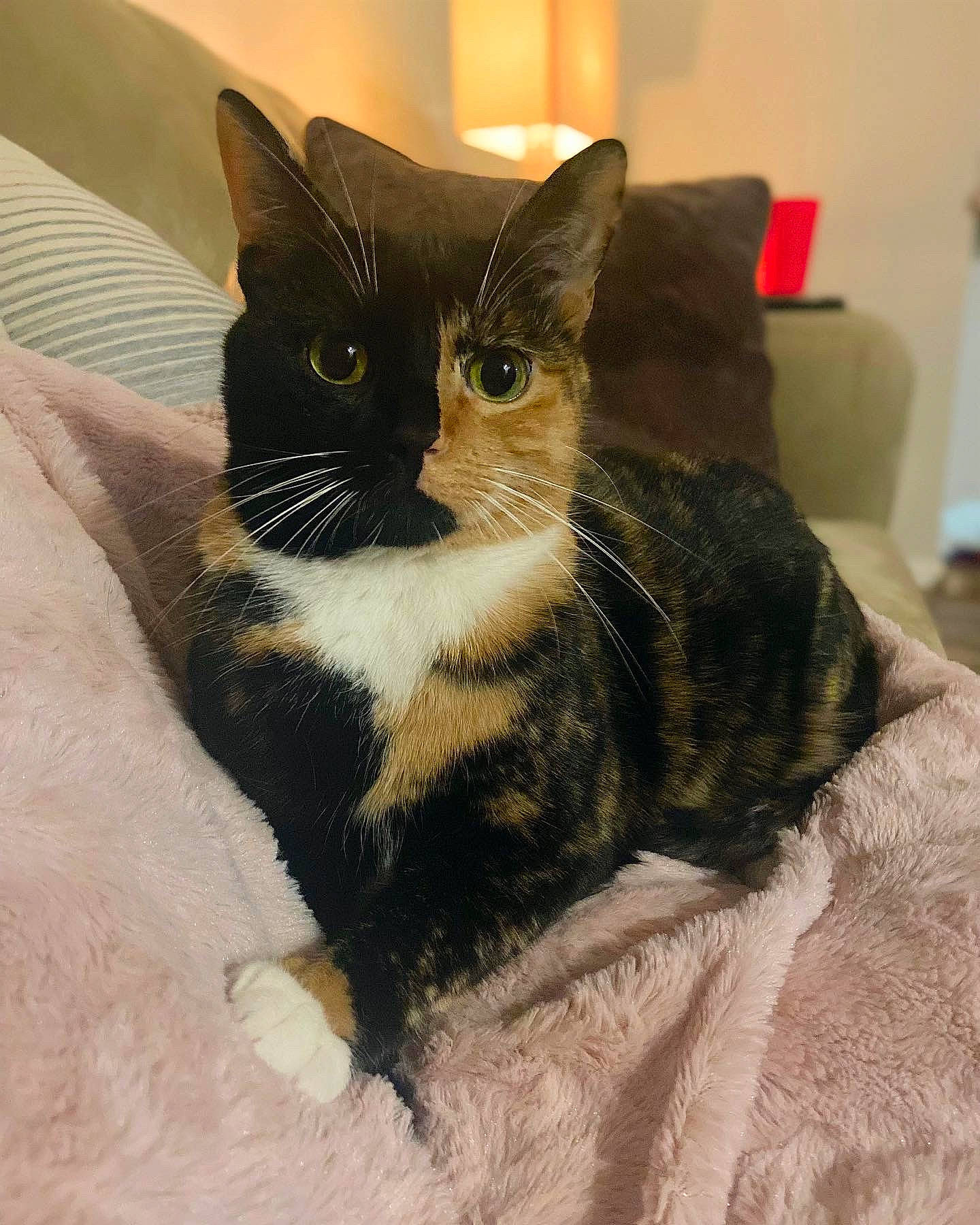 Shelby joined the competition — help win amazing prizes! carnivore, cat, cat_furniture, cat_supply, claw, comfort, domestic_short_haired_cat, eye, felidae, fur, linens, paw, room, sitting, small_to_medium_sized_cats, snout, tail, whiskers