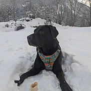 Dwina participe au concours pour gagner de l'argent avec cette photo : animal, black_dog, bone, canine, chew_toy, cold, daylight, dog, forest, harness, landscape, mountain, nature, outdoor, pet, relaxing, scenery, snow, trees, winter