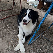 Rio a rejoint le concours — aidez-le/la à gagner de superbes lots ! dog, black_and_white, outdoor, gravel, crossed_paws, chair, metal, rusty, smiling, pet, animal, resting, fence, blanket, pillow, relaxed, fur, canine, daylight, sidewalk