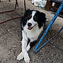 dog, black_and_white, outdoor, gravel, crossed_paws, chair, metal, rusty, smiling, pet, animal, resting, fence, blanket, pillow, relaxed, fur, canine, daylight, sidewalk