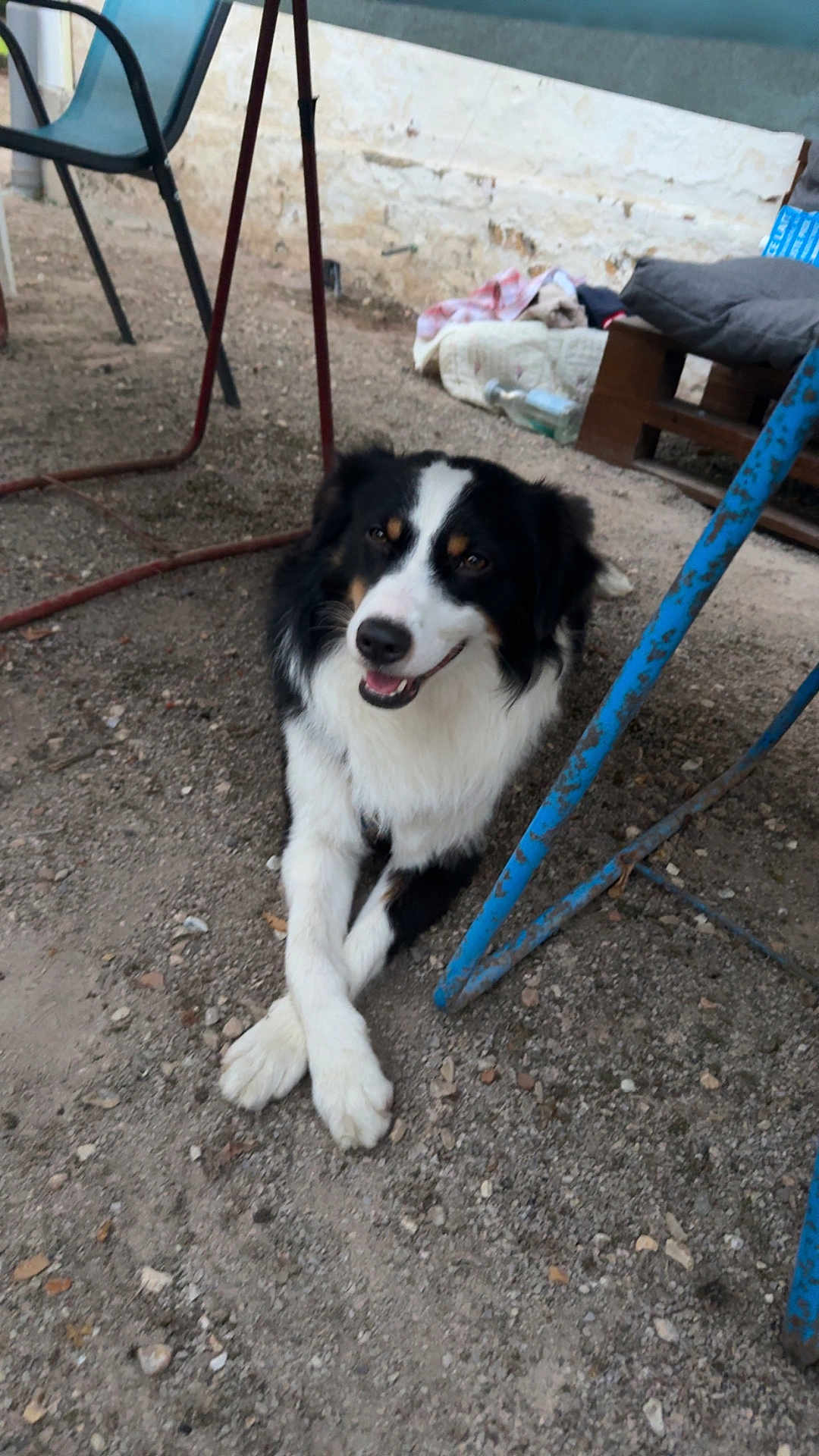 Rio a rejoint le concours — aidez-le/la à gagner de superbes lots ! dog, black_and_white, outdoor, gravel, crossed_paws, chair, metal, rusty, smiling, pet, animal, resting, fence, blanket, pillow, relaxed, fur, canine, daylight, sidewalk