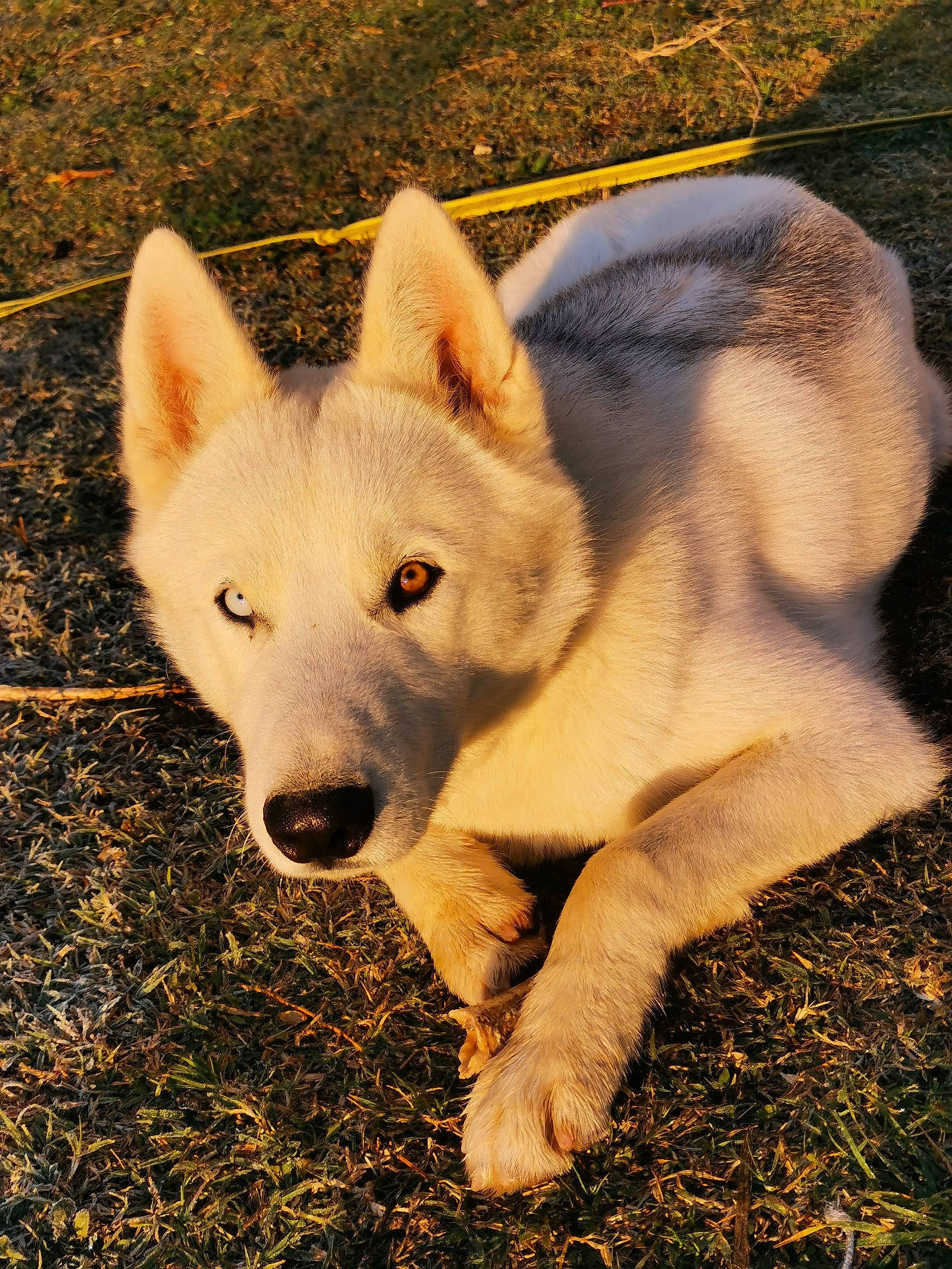 Nooky a rejoint le concours — aidez-le/la à gagner de superbes lots ! canidae, canis, carnivore, companion_dog, dog, dog_breed, eye, fawn, fur, grass, mammal, snout, sporting_group, tail, terrestrial_animal, tree, vertebrate, wildlife, working_animal, working_dog